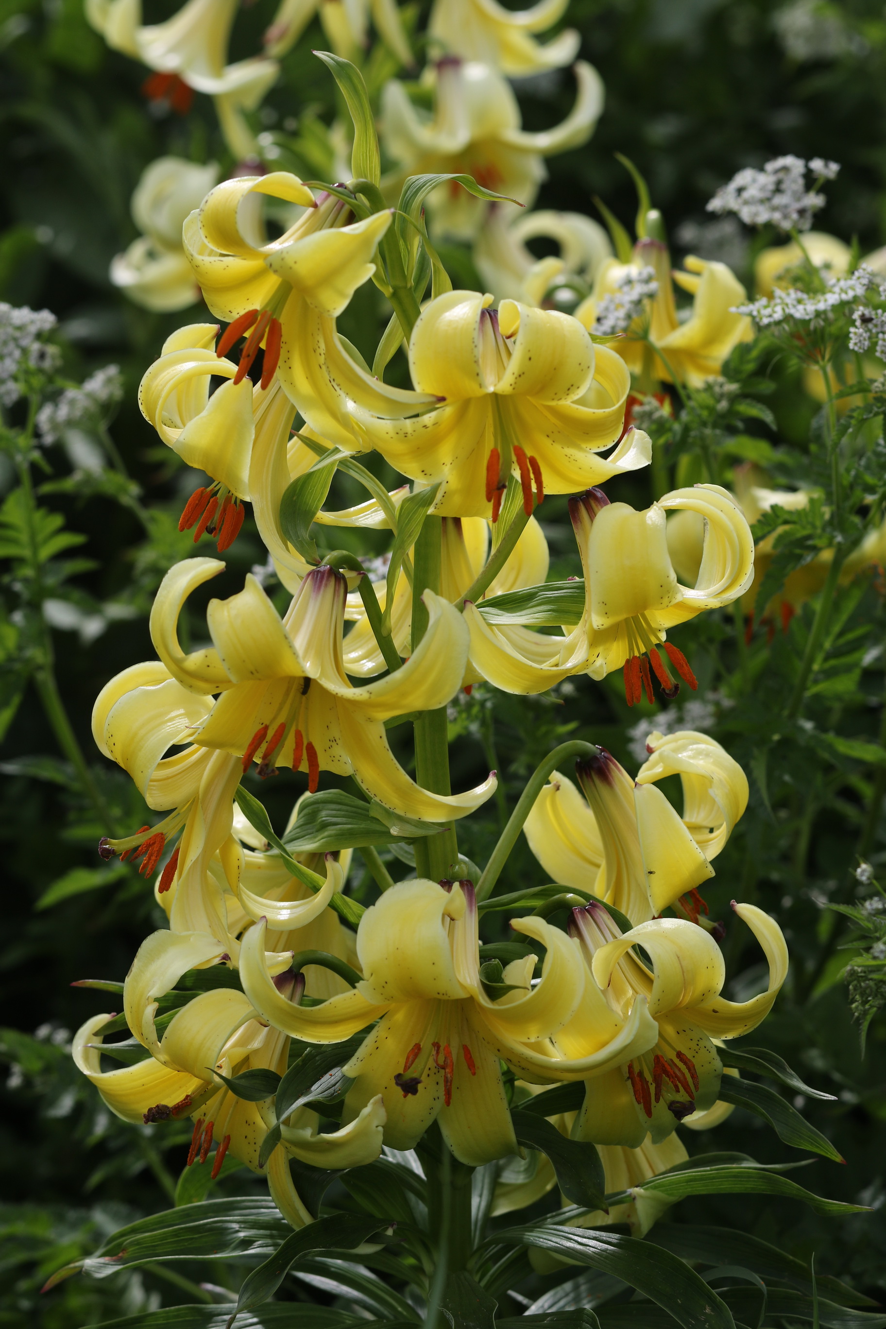 Lilium.szovitsianum.Geo-Kleiner.Kaukasus Tabatskuri-See.bei.Bakuriani . 19.Jun.2023.JPG