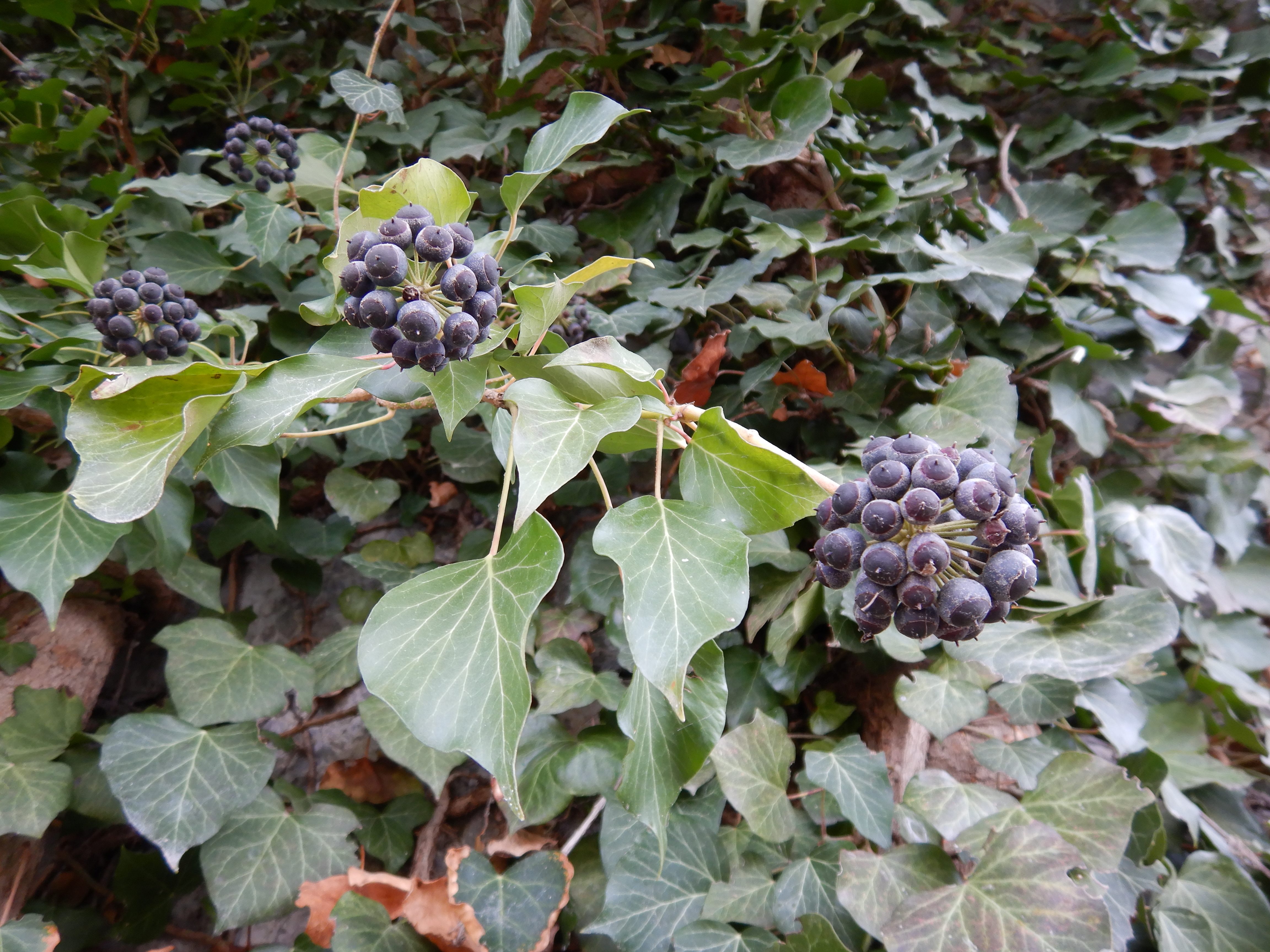 DSCN5333 phäno 2024-01-16, hainburg-röthelstein, hedera helix.jpg