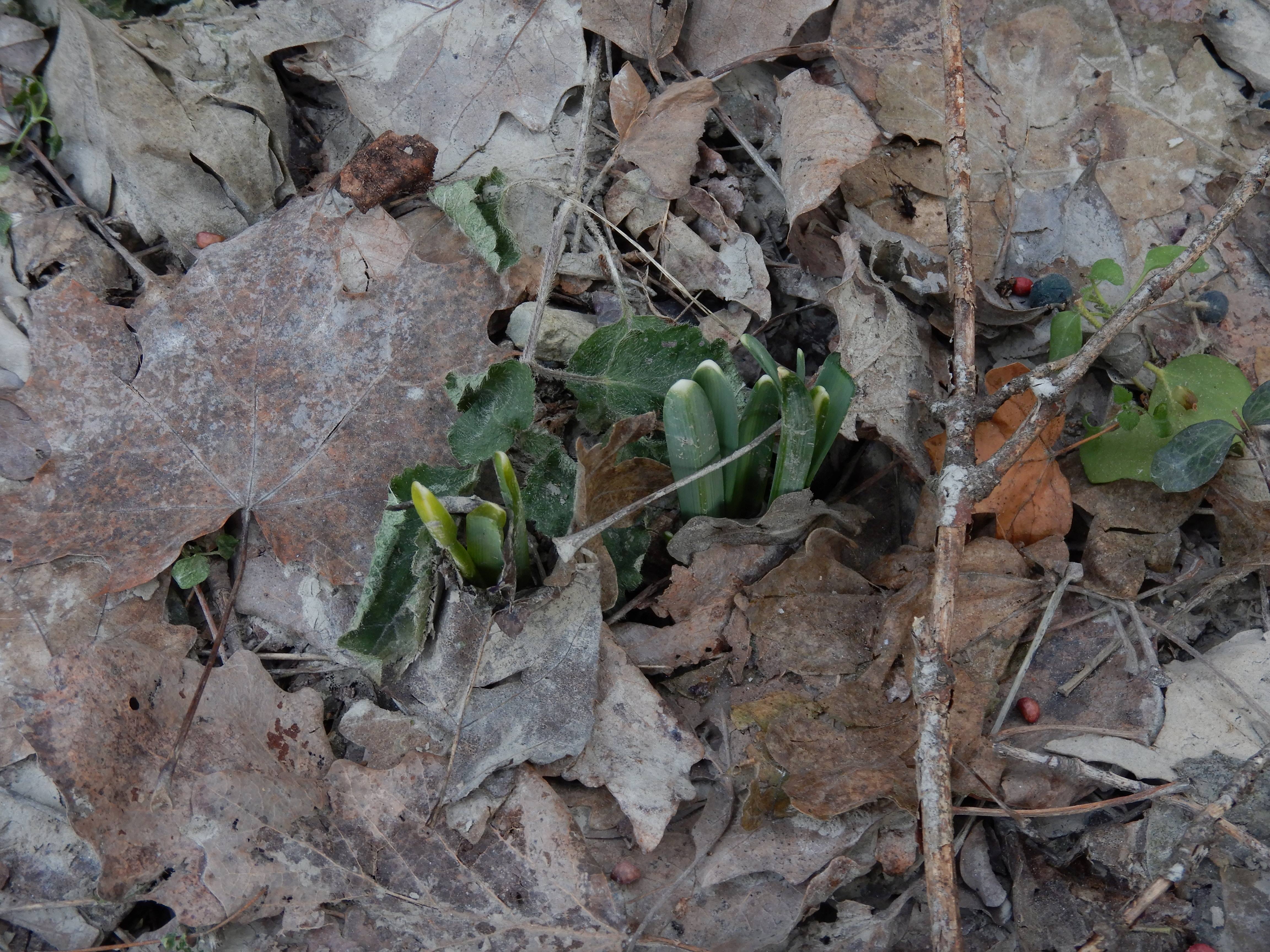 DSCN5339 phäno 2024-01-16, hainburg-röthelstein, galanthus nivalis.jpg