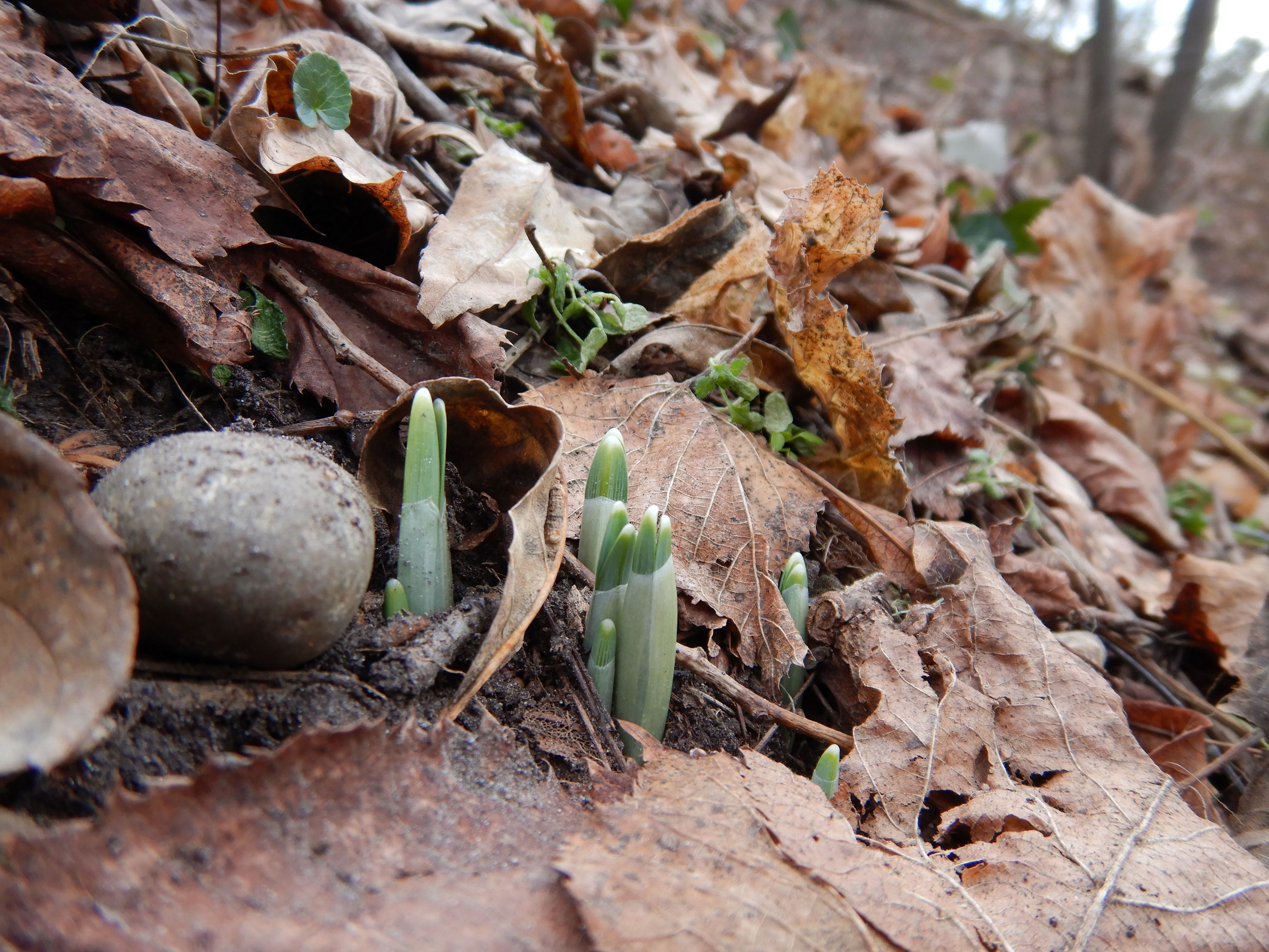 DSCN5360 phäno 2024-01-16, hainburg-röthelstein hangwald, galanthus nivalis.jpg