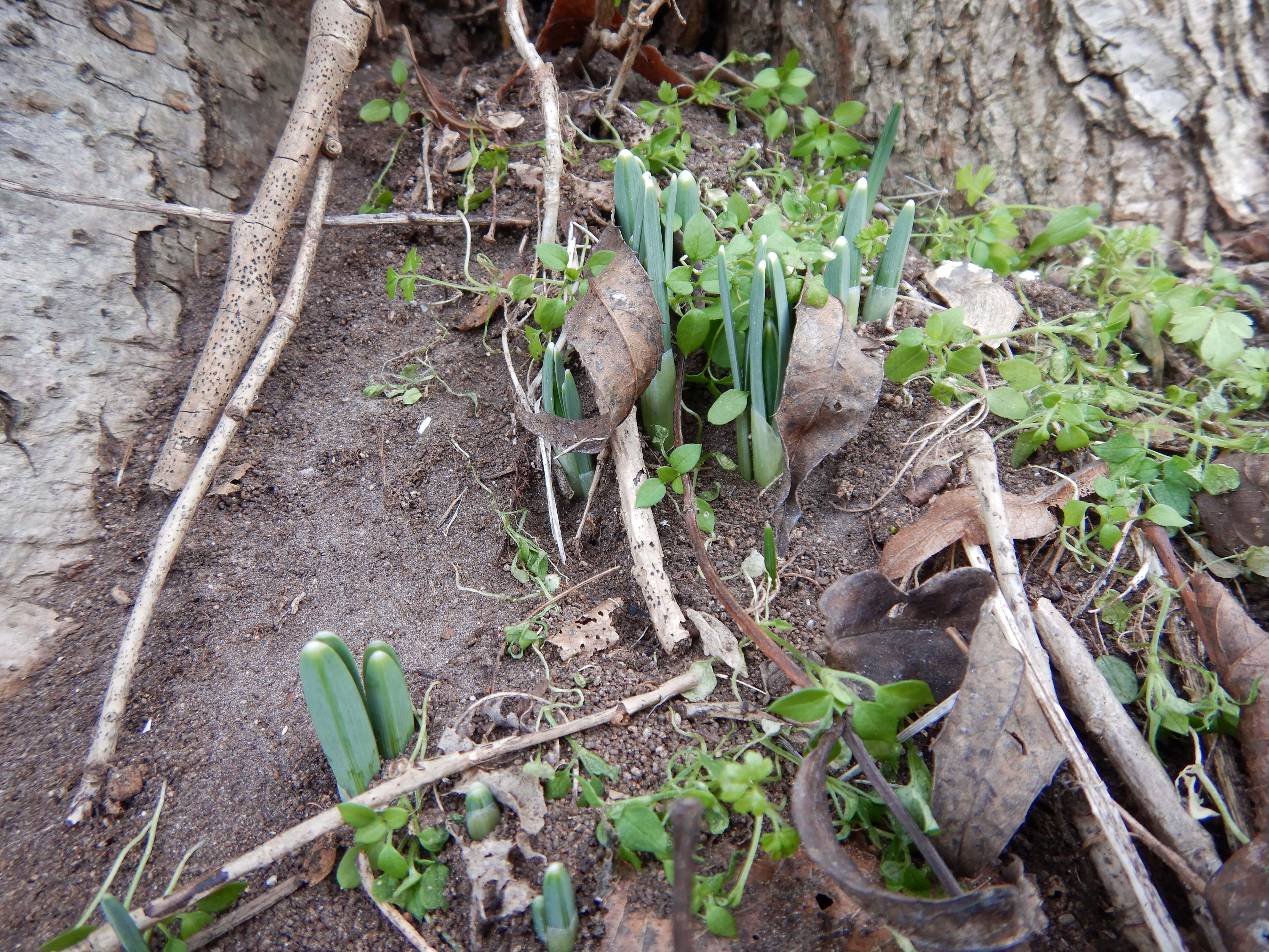 DSCN5365 phäno 2024-01-16, hainburg-röthelstein hangwald, galanthus nivalis.jpg