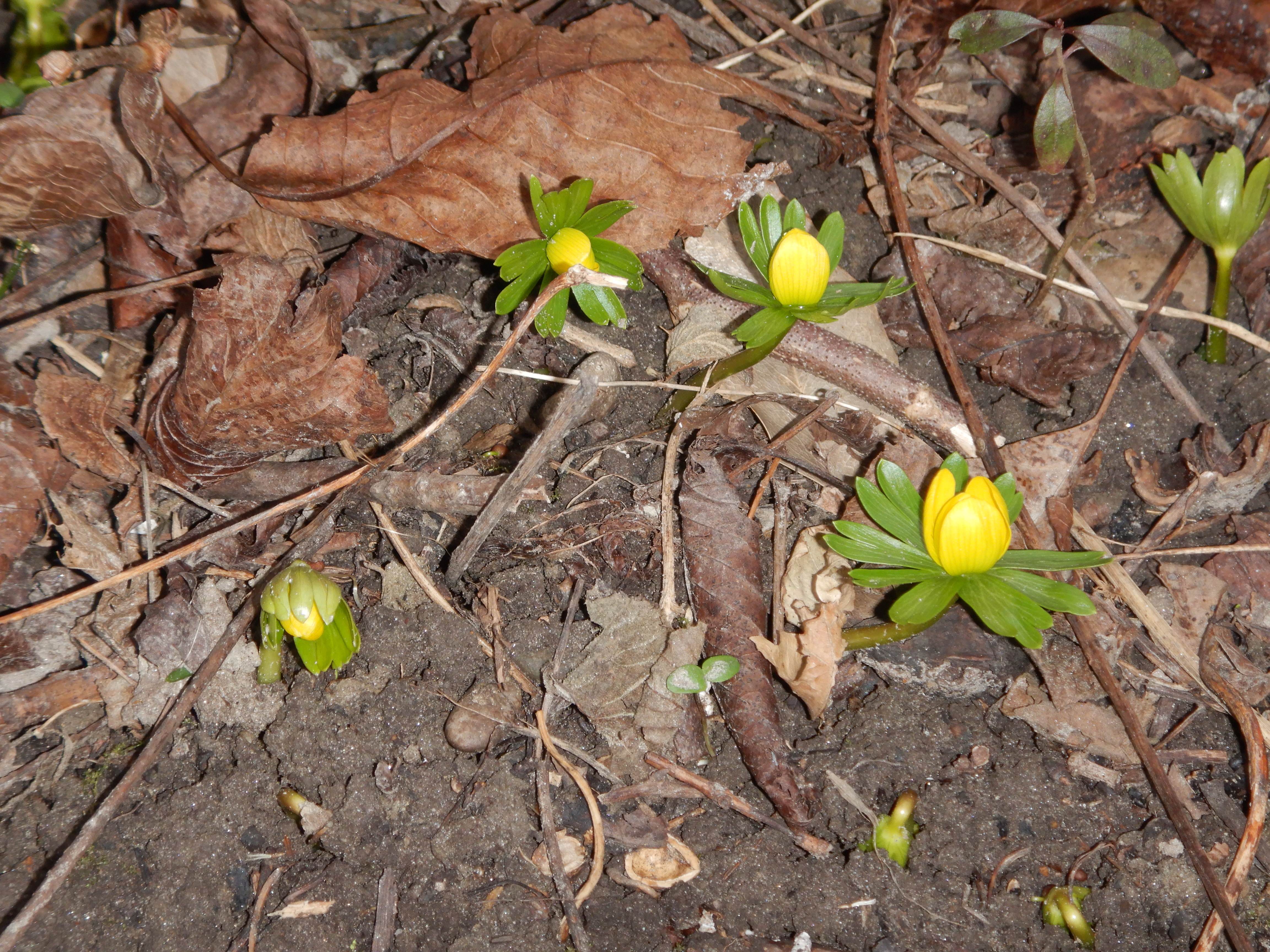 DSCN6890 2024-01-26 phäno wien-aspern biberhaufen, eranthis hyemalis.jpg