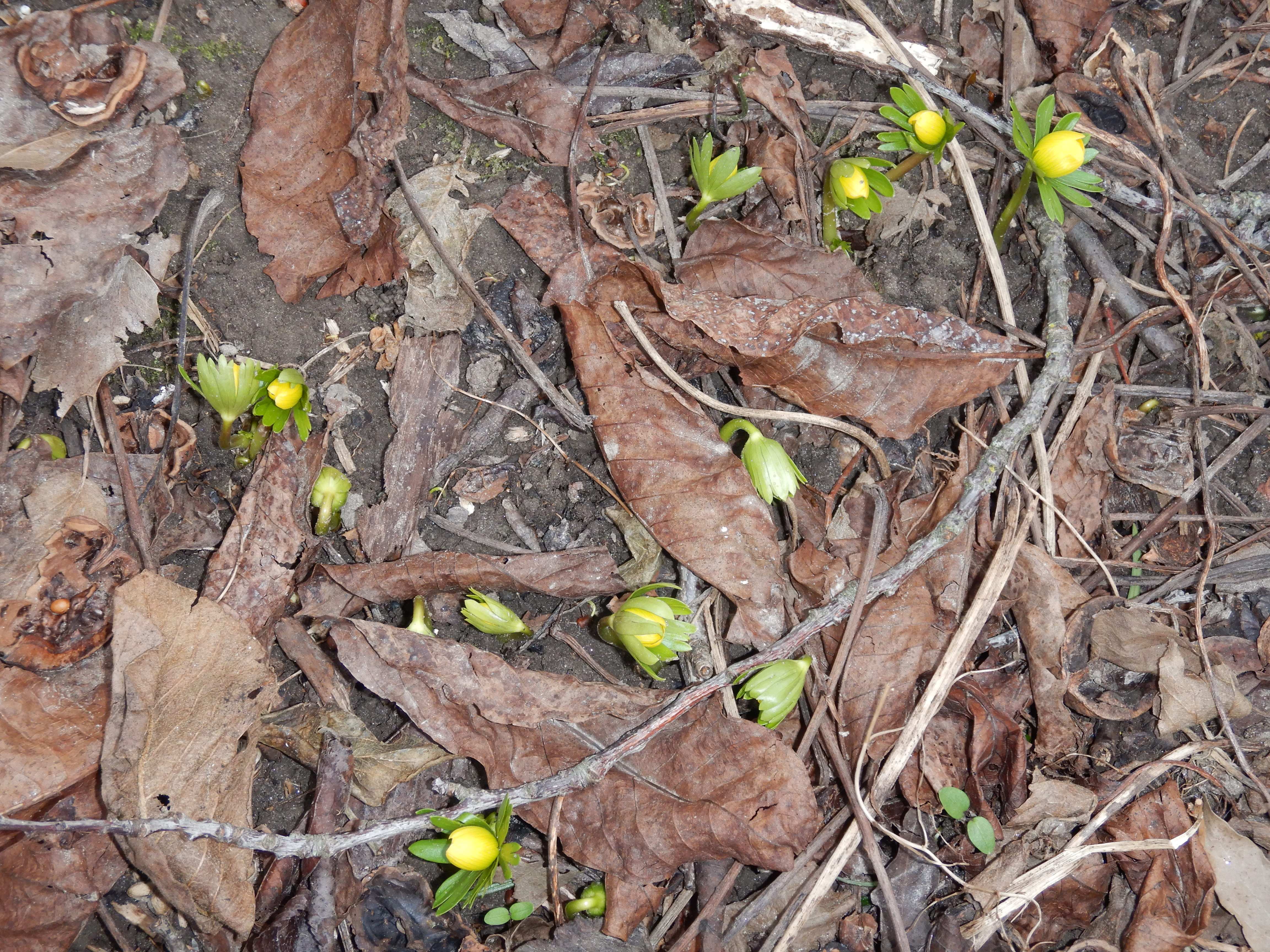 DSCN6891 2024-01-26 phäno wien-aspern biberhaufen, eranthis hyemalis.jpg