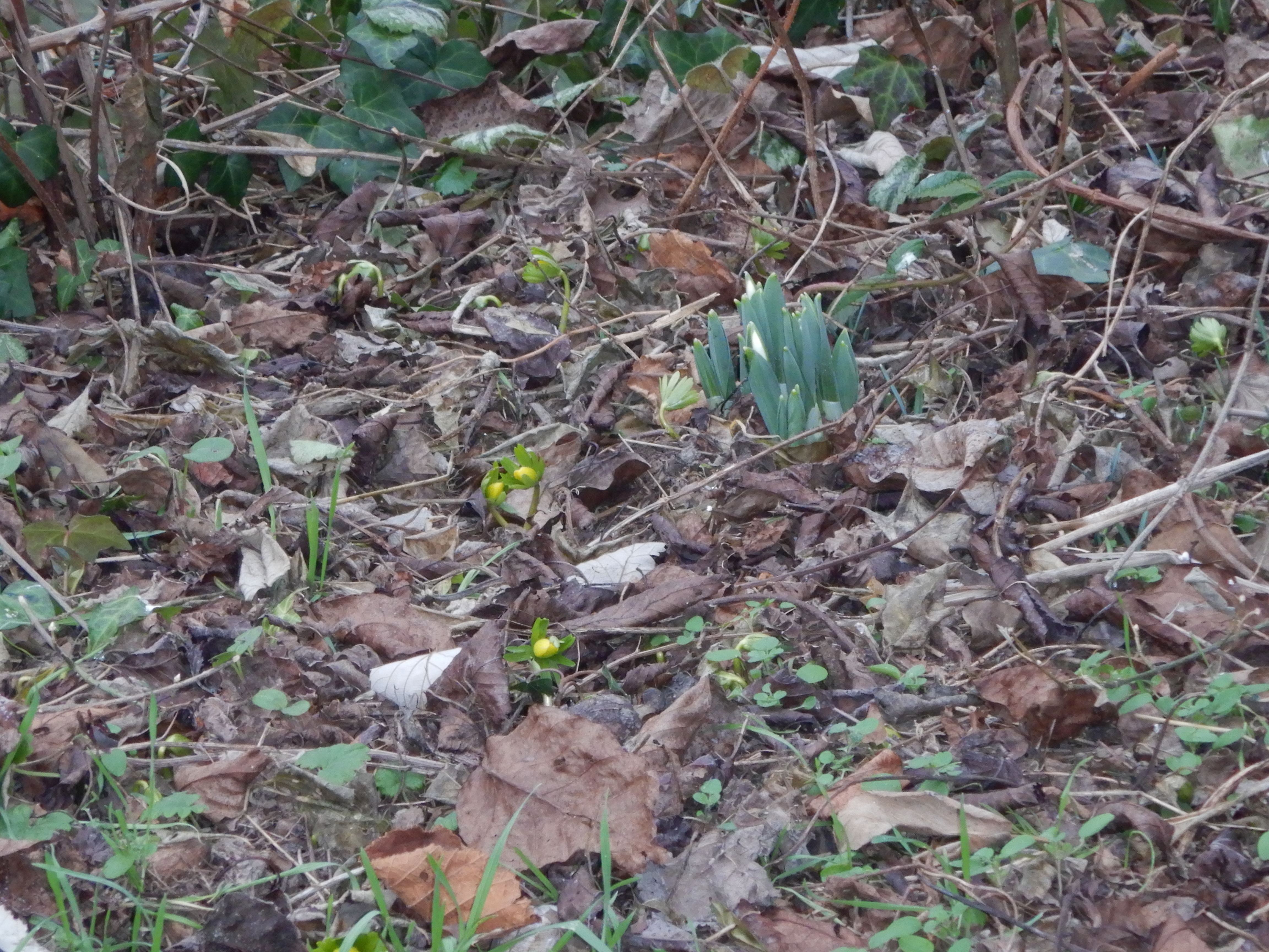 DSCN6892 2024-01-26 phäno wien-aspern biberhaufen, galanthus elwesii, eranthis hyemalis.jpg