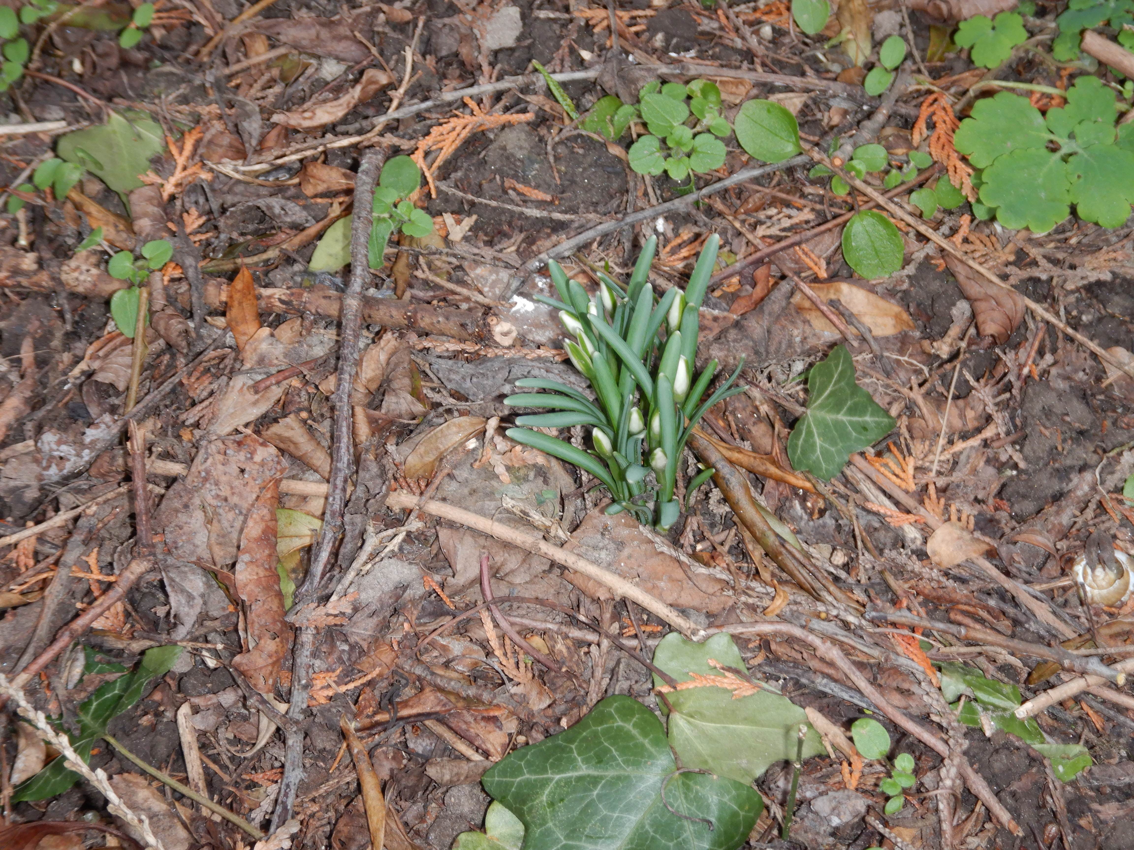 DSCN6894 2024-01-26 phäno wien-aspern biberhaufen, galanthus nivalis.jpg