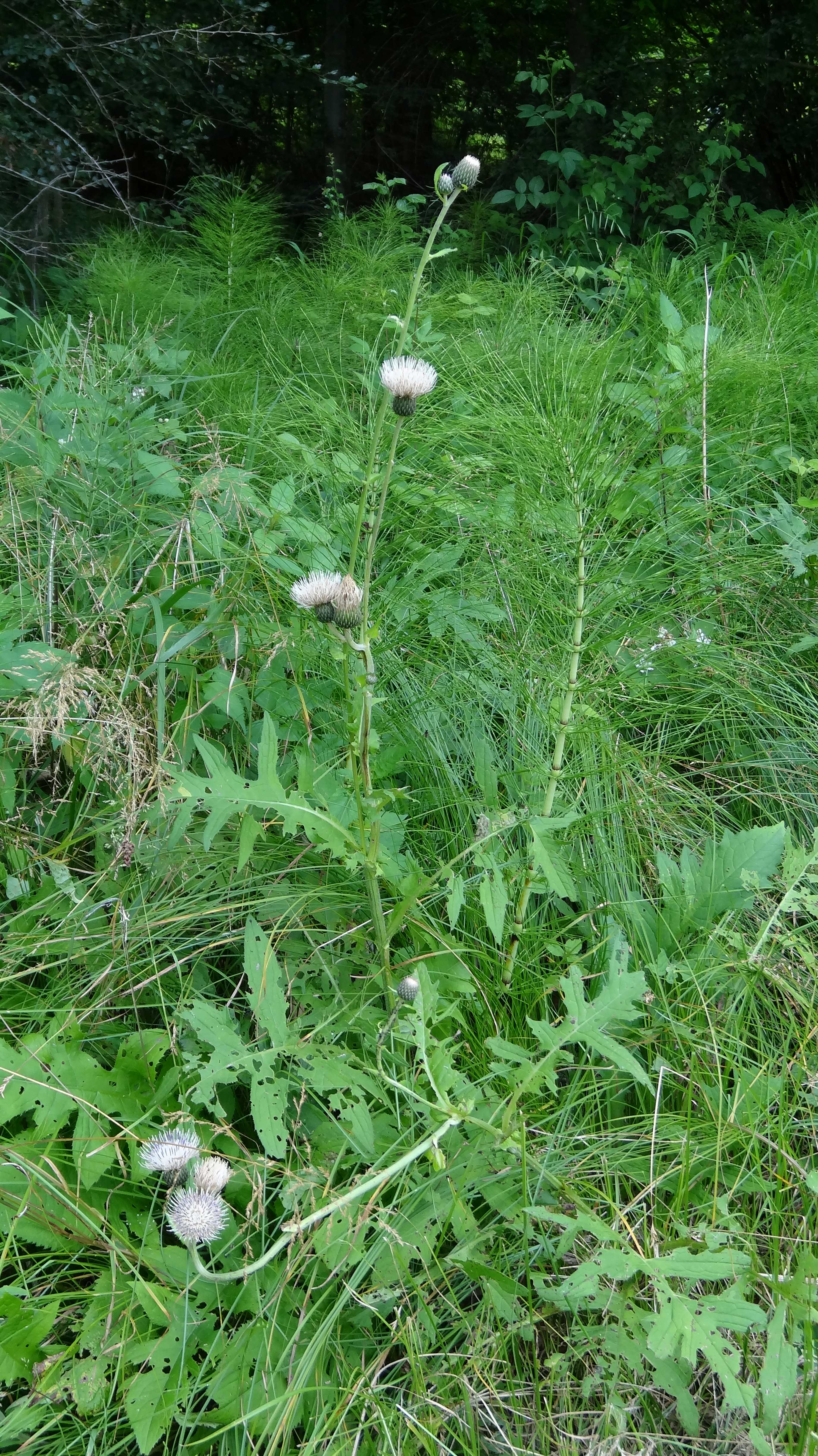 DSC02860 cirsium rivulare x oleraceum, 2014-06-14, Sbg., Walser Wiesen-W, S A1 Walserberg.jpg