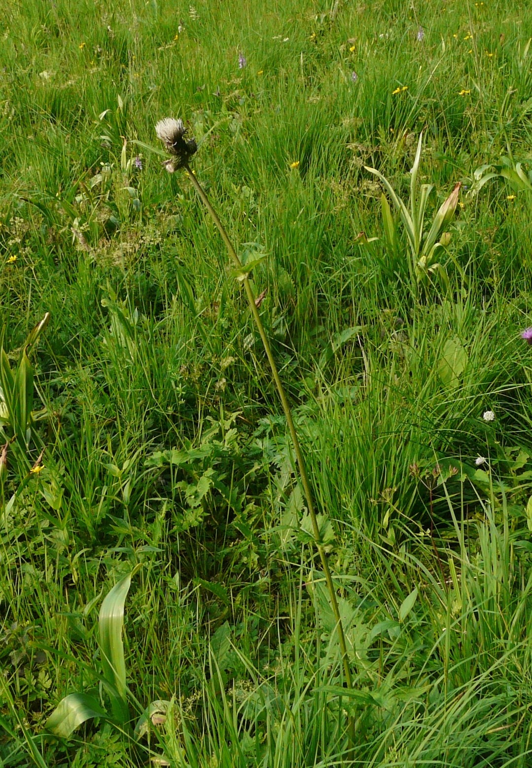 P1060840 cirsium rivulare x oleraceum, wals-fürstenbrunn-großgmain, 2014-06-21.JPG