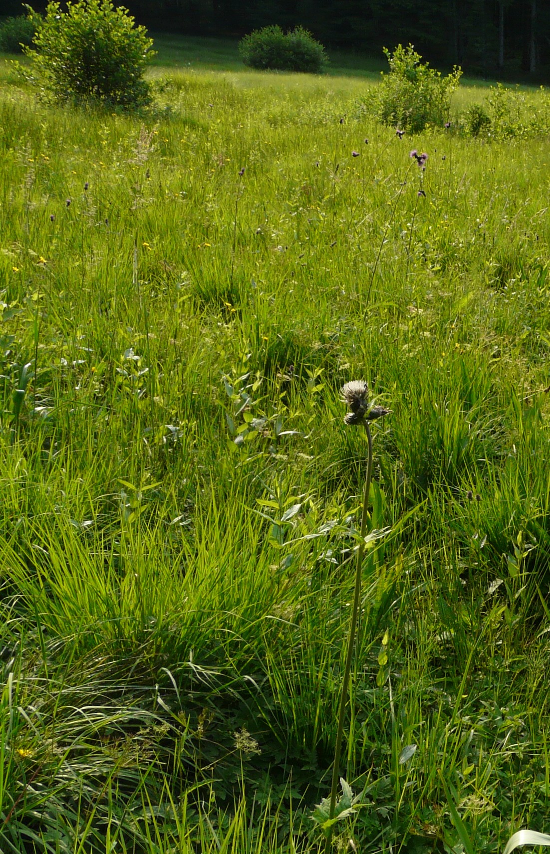 P1060841 cirsium rivulare x oleraceum, wals-fürstenbrunn-großgmain, 2014-06-21.JPG