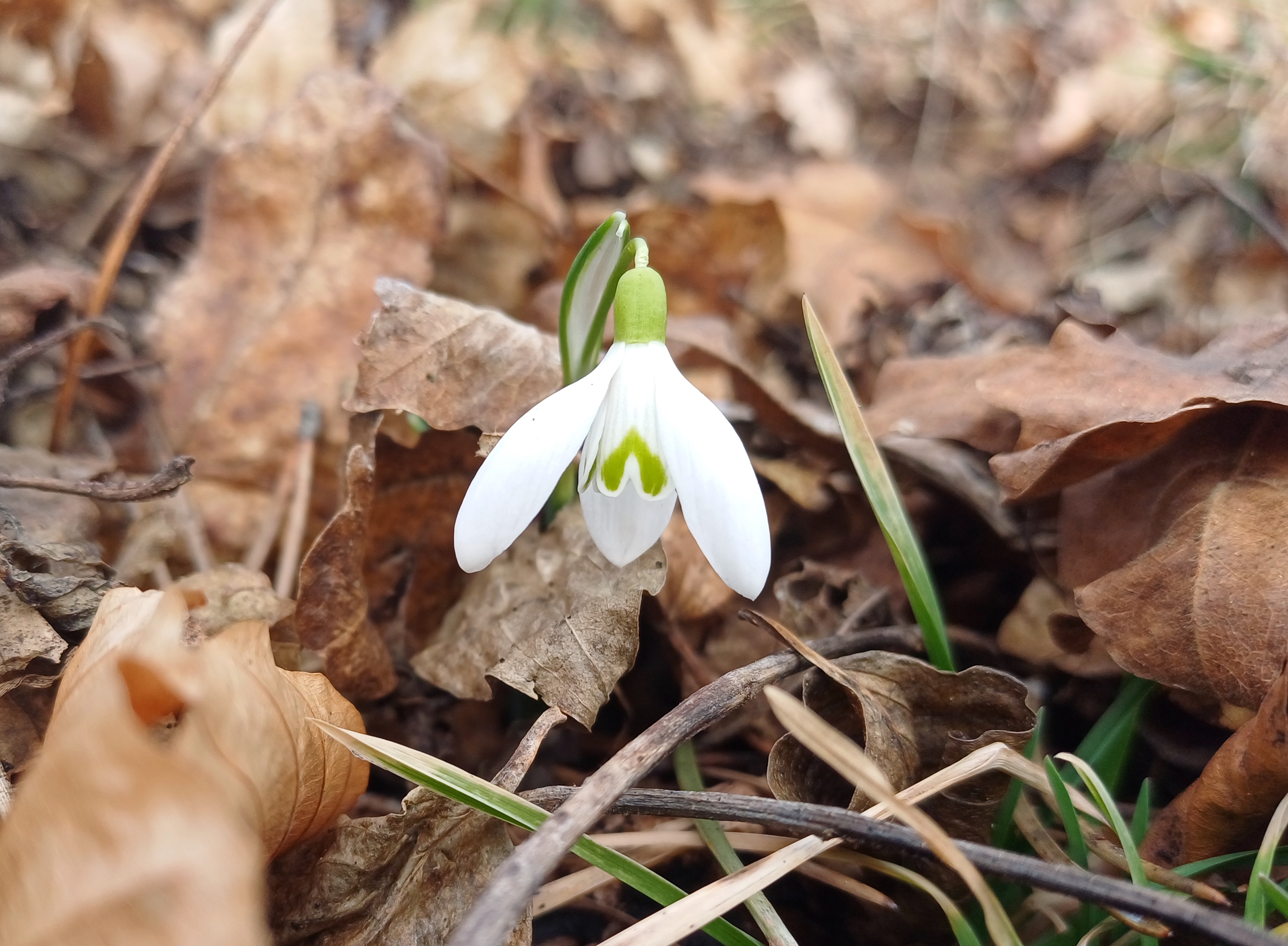 galanthus nivalis dreiecker kaltenleutgeben 20240209_110914.jpg