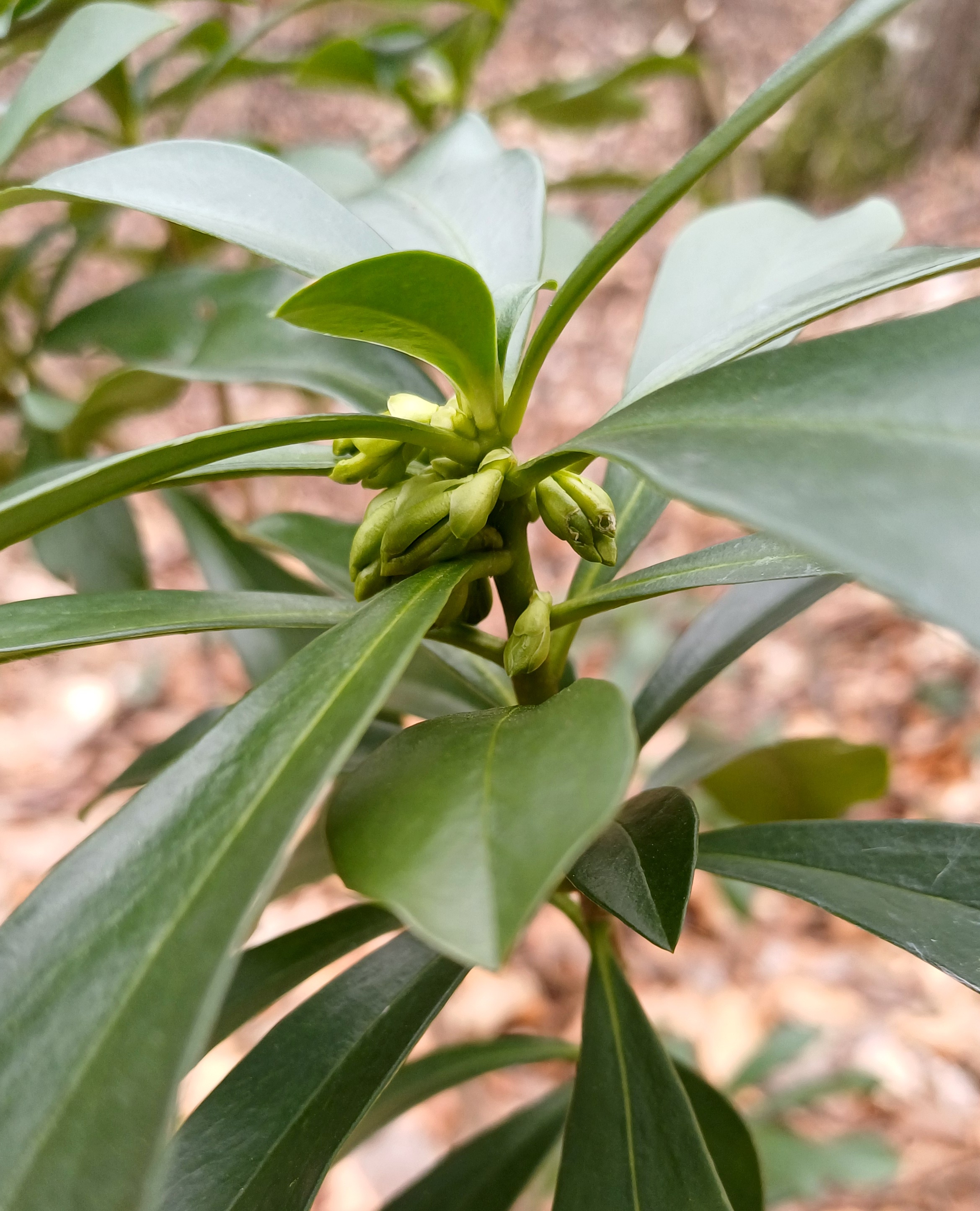 daphne laureola kleiner flösslberg kaltenleutgeben 20240209_095823.jpg