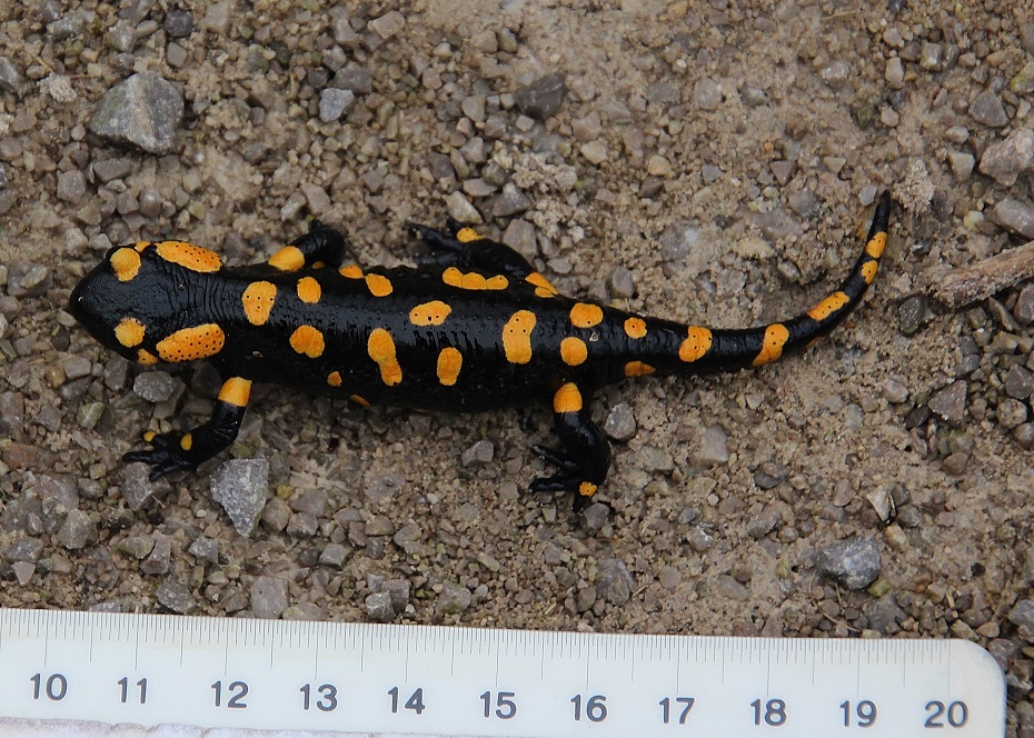 Festenberg - 09022024 - (3) - Salamandra salamandra - Feuersalamander - Tier 1.JPG