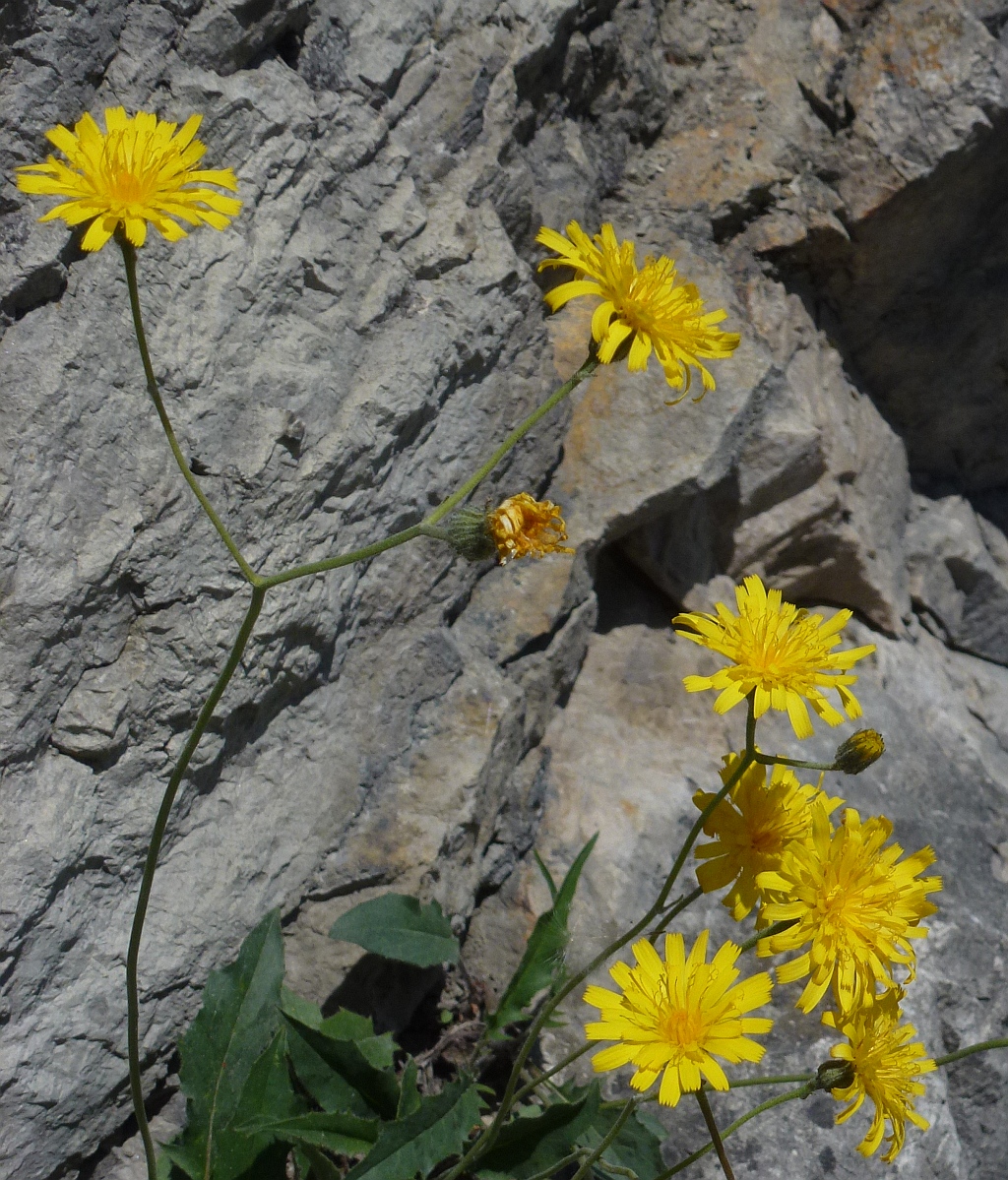 1-3P1580746 as Blüten.jpg