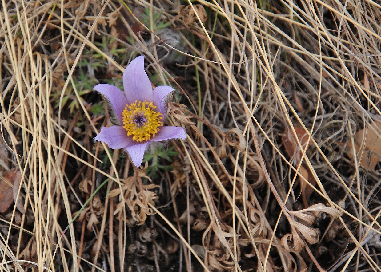 Pfaffstätten - 10022024 - (10) - Pulsatilla grandis -Groß-Küchenschelle.JPG