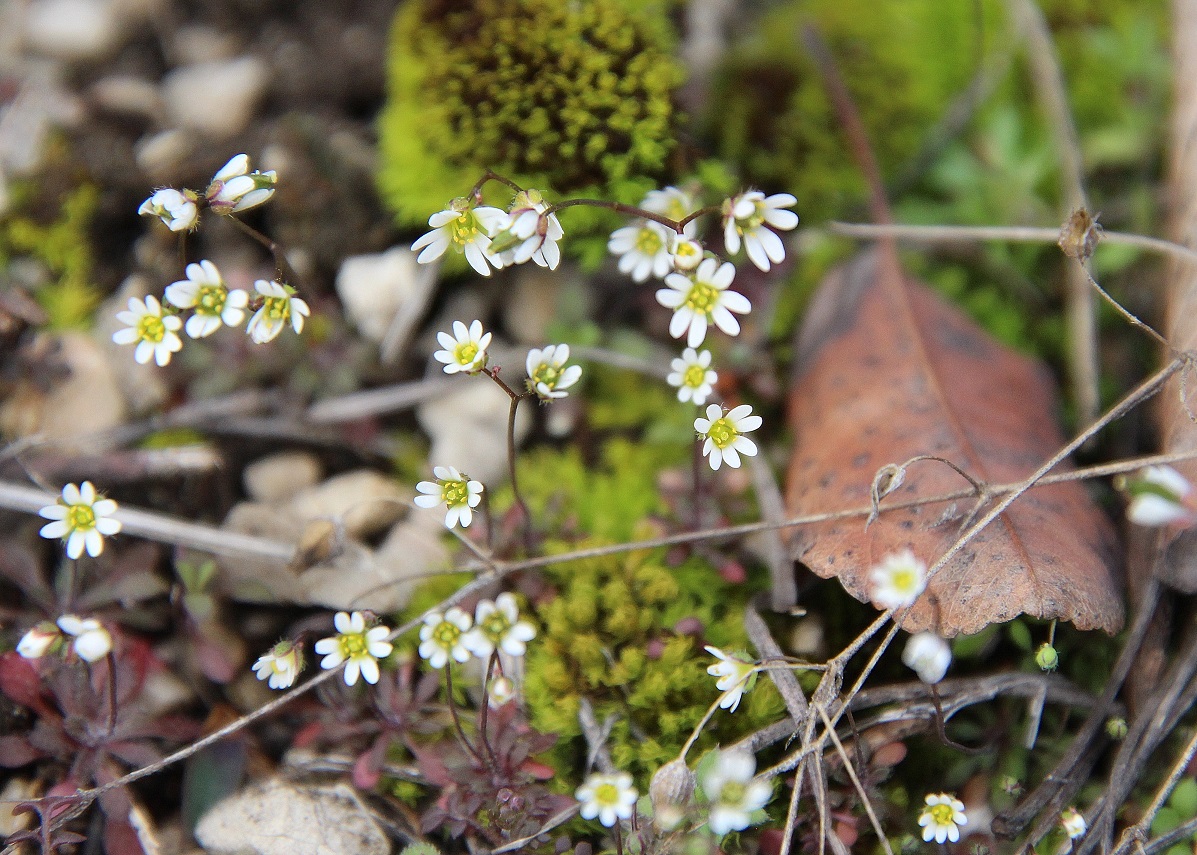 Pfaffstätten - 10022024 - (9) - Draba verna - Frühlingshungerblümchen.JPG