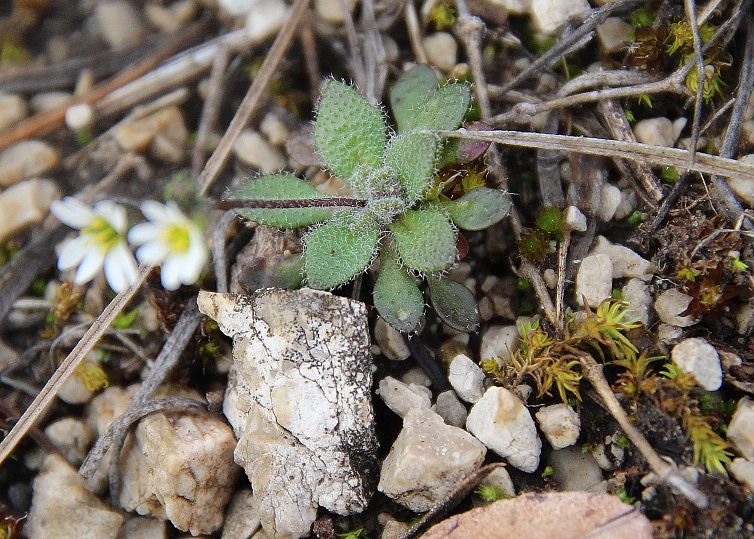 Pfaffstätten - 10022024 - (10) - Draba verna - Frühlingshungerblümchen.JPG