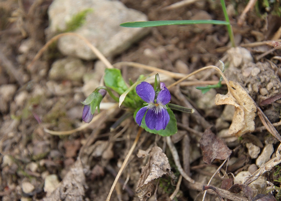 Pfaffstätten - 10022024 - (4) - cf Viola suavis.JPG