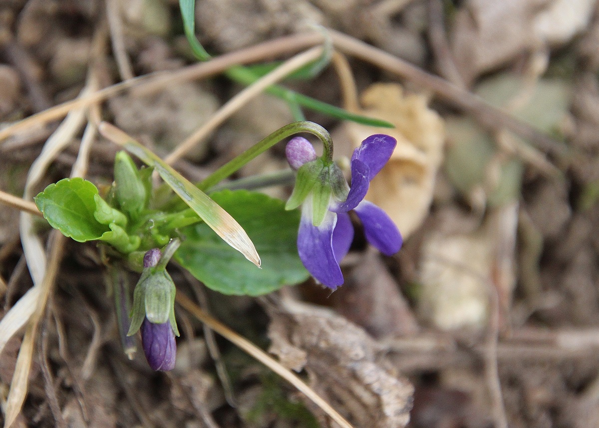 Pfaffstätten - 10022024 - (5) - cf Viola suavis.JPG