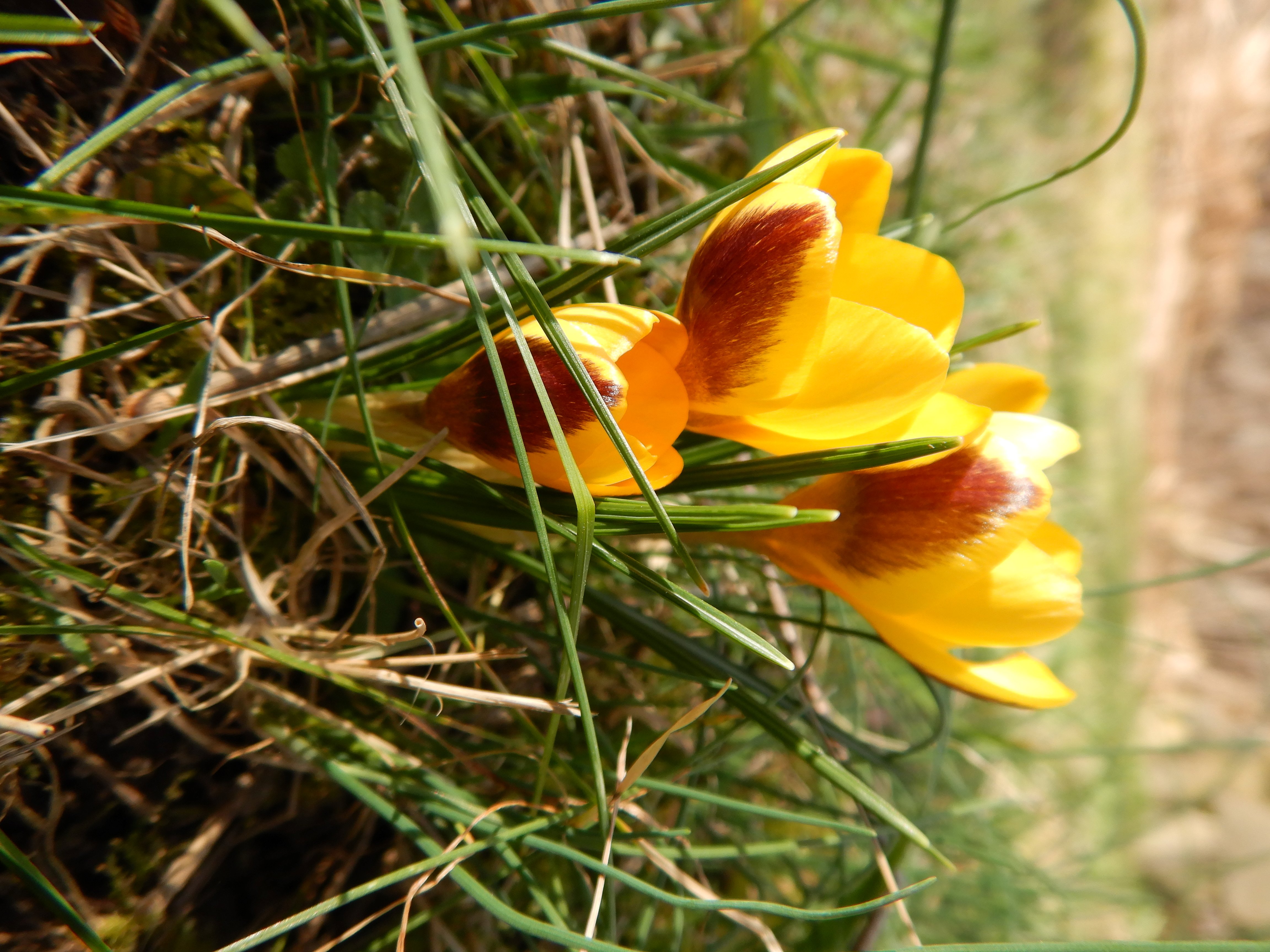 DSCN8000 2024-02-10 crocus prellenkirchen-mitte.jpg