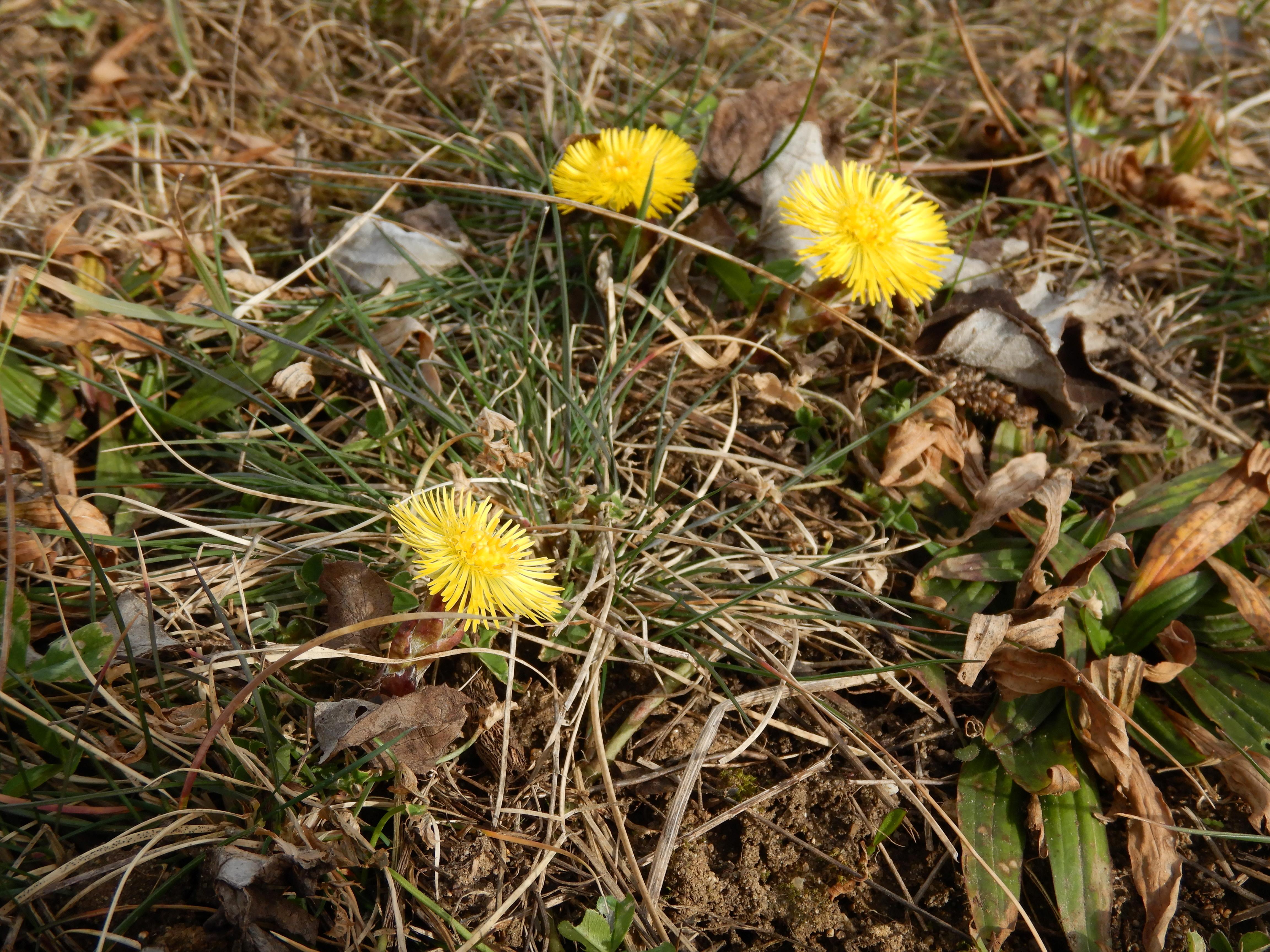 DSCN8114 2024-02-10 nw parndorf tussilago farfara.jpg