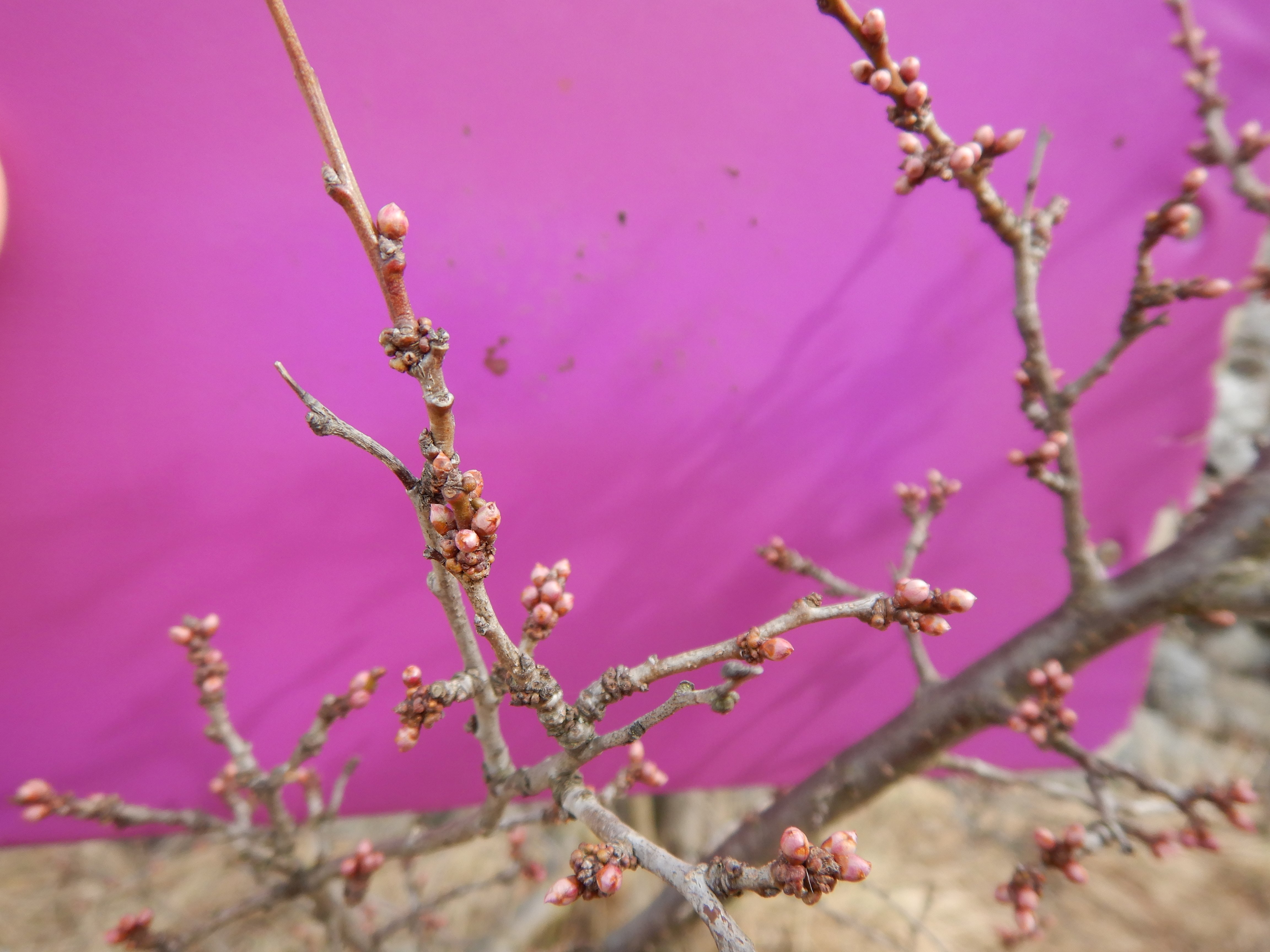 DSCN8137 2024-02-10 nw parndorf prunus cerasifera.jpg