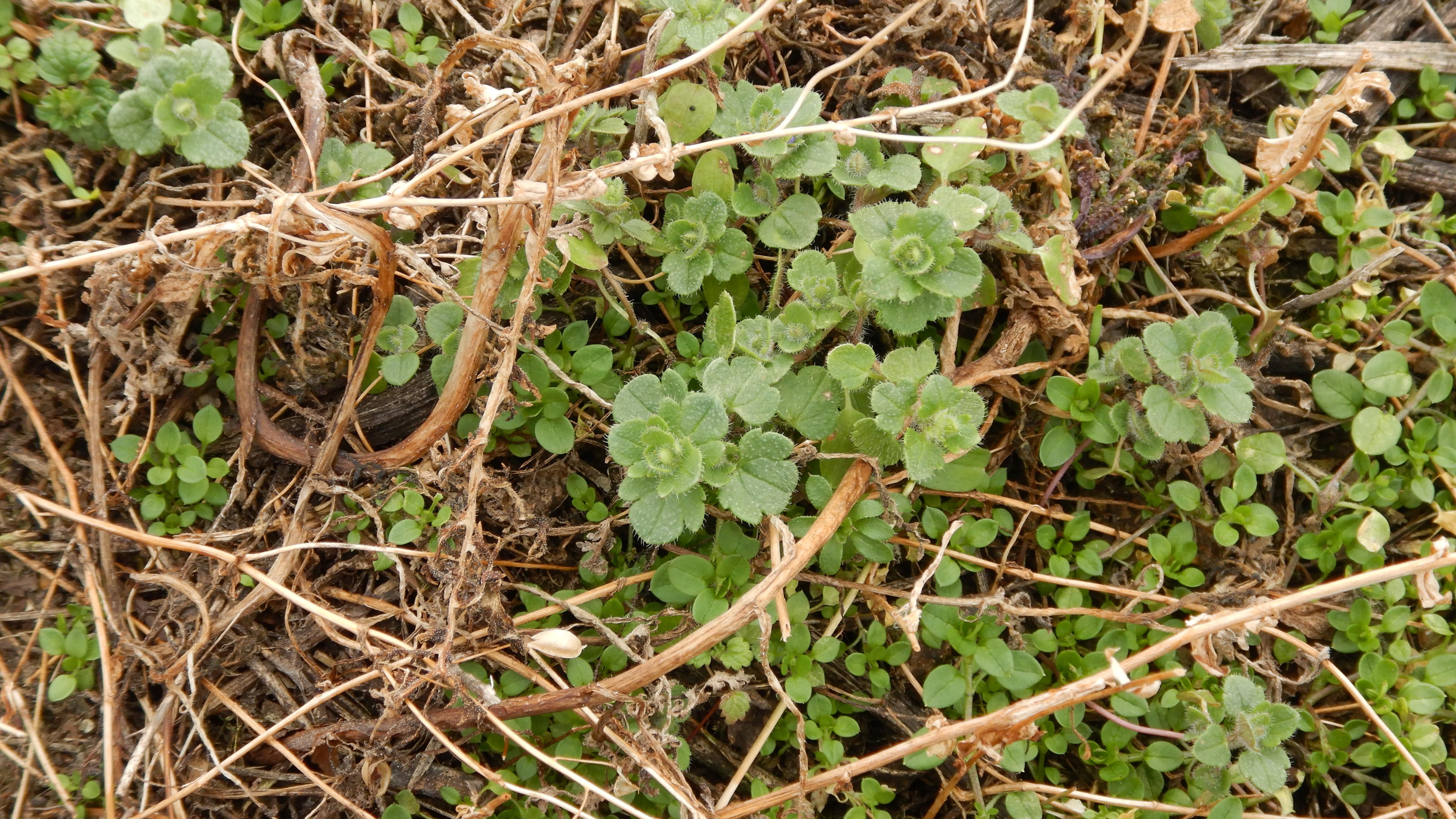 DSCN8175 2024-02-10 SO bruck-leitha veronica hederifolia.jpg