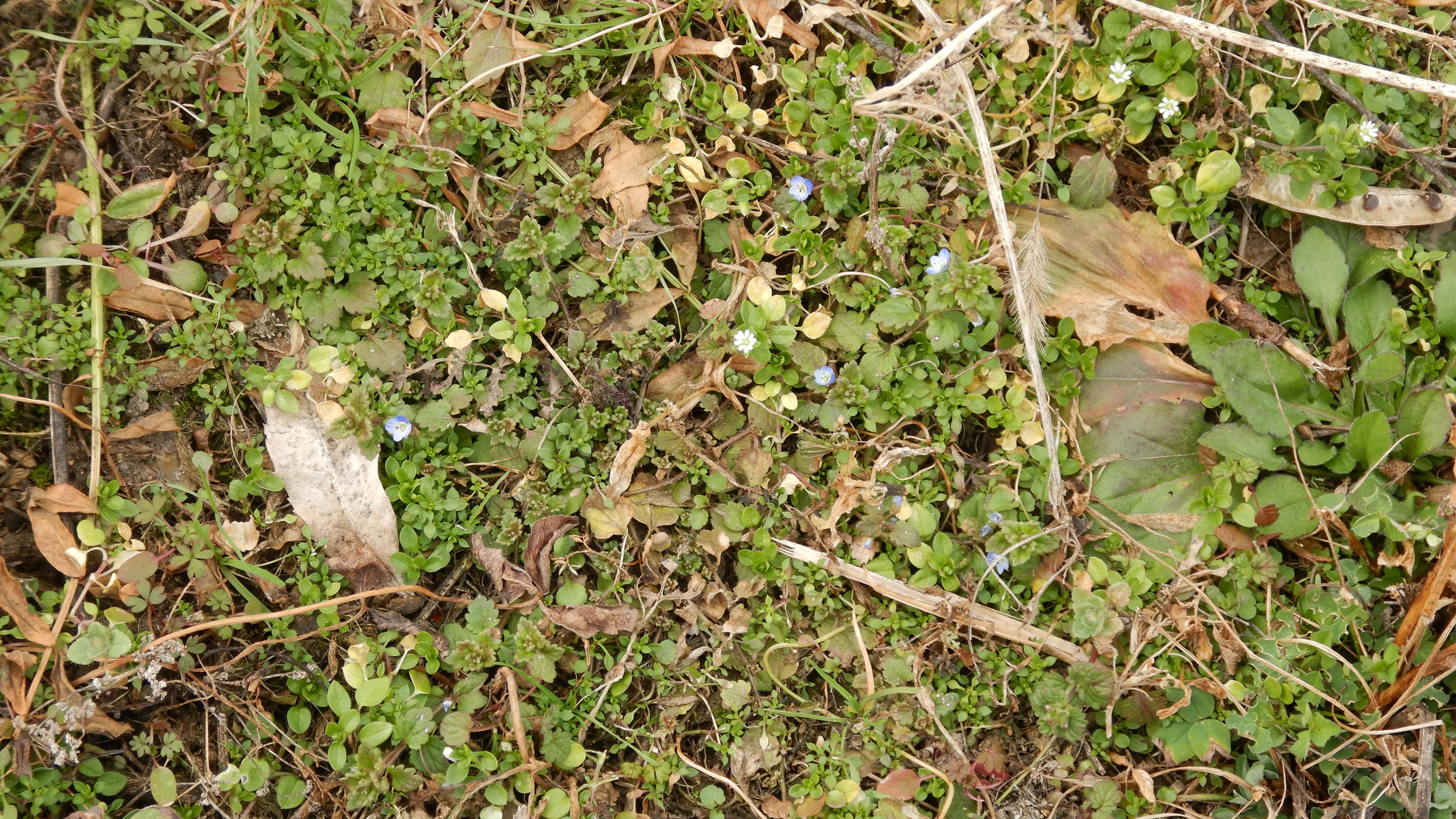 DSCN8176 2024-02-10 SO bruck-leitha veronica polita, stellaria ruderalis.jpg