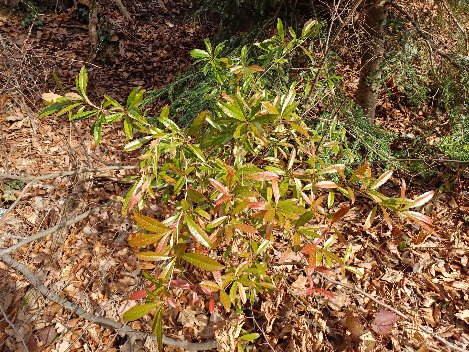 berberis berberis julianae saubachtal N pressbaum 20240210_111959 2.jpg