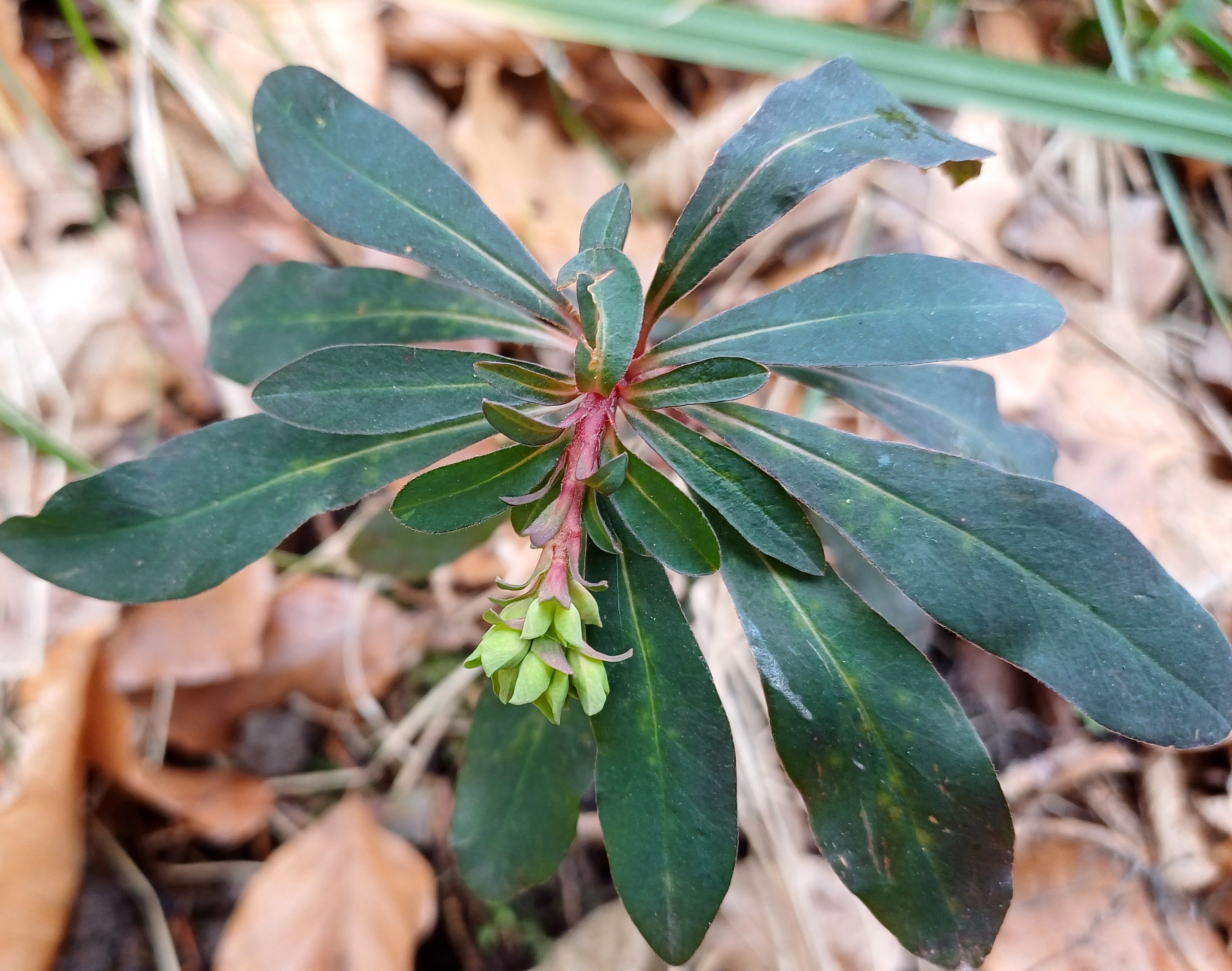 euphorbia amygdaloides saubachtal N pressbaum 20240210_103637 2.jpg