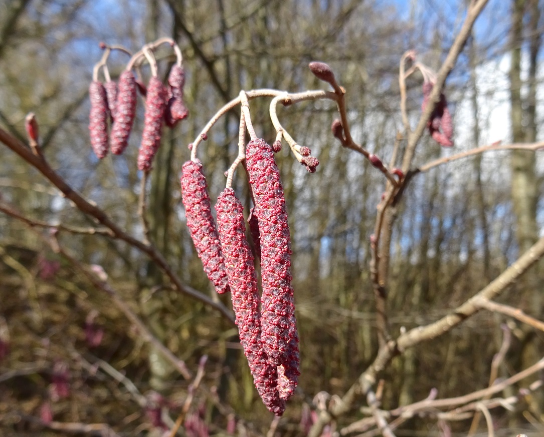 2024-02-12 DSC01579 Alnus glutinosa.JPG