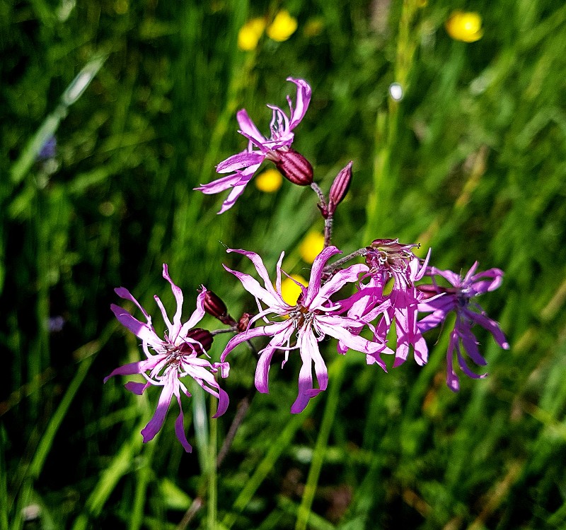 k-Silene flos-cuculi.jpg