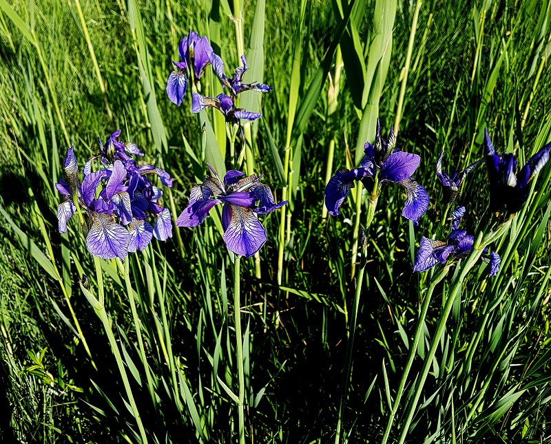 k-Iris sibirica.jpg
