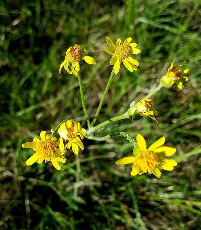 k-Tephroseris integerifolia.jpg