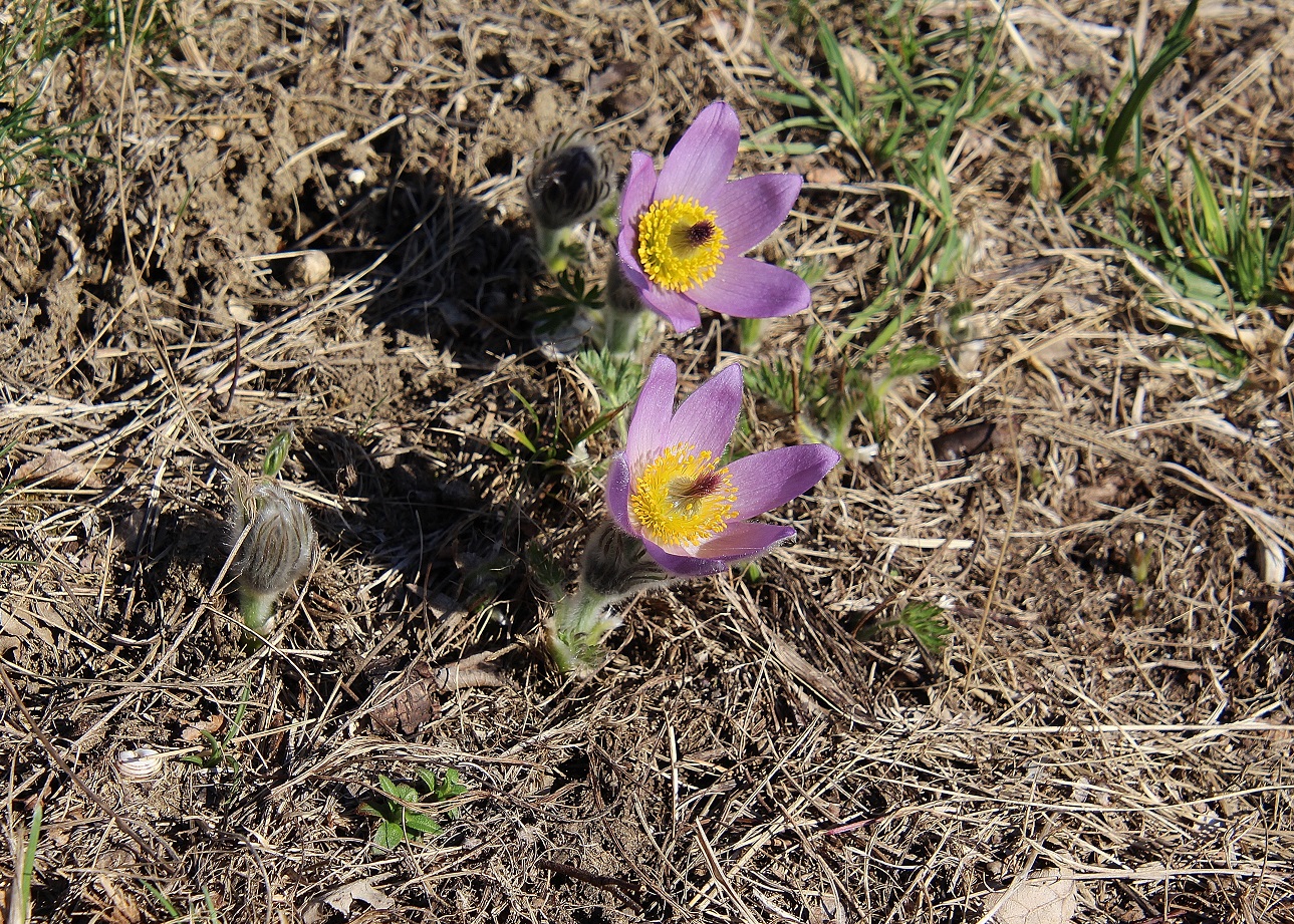 Mödling - 16022024 - (16) - Pulsatilla grandis - Groß-Küchenschelle.JPG