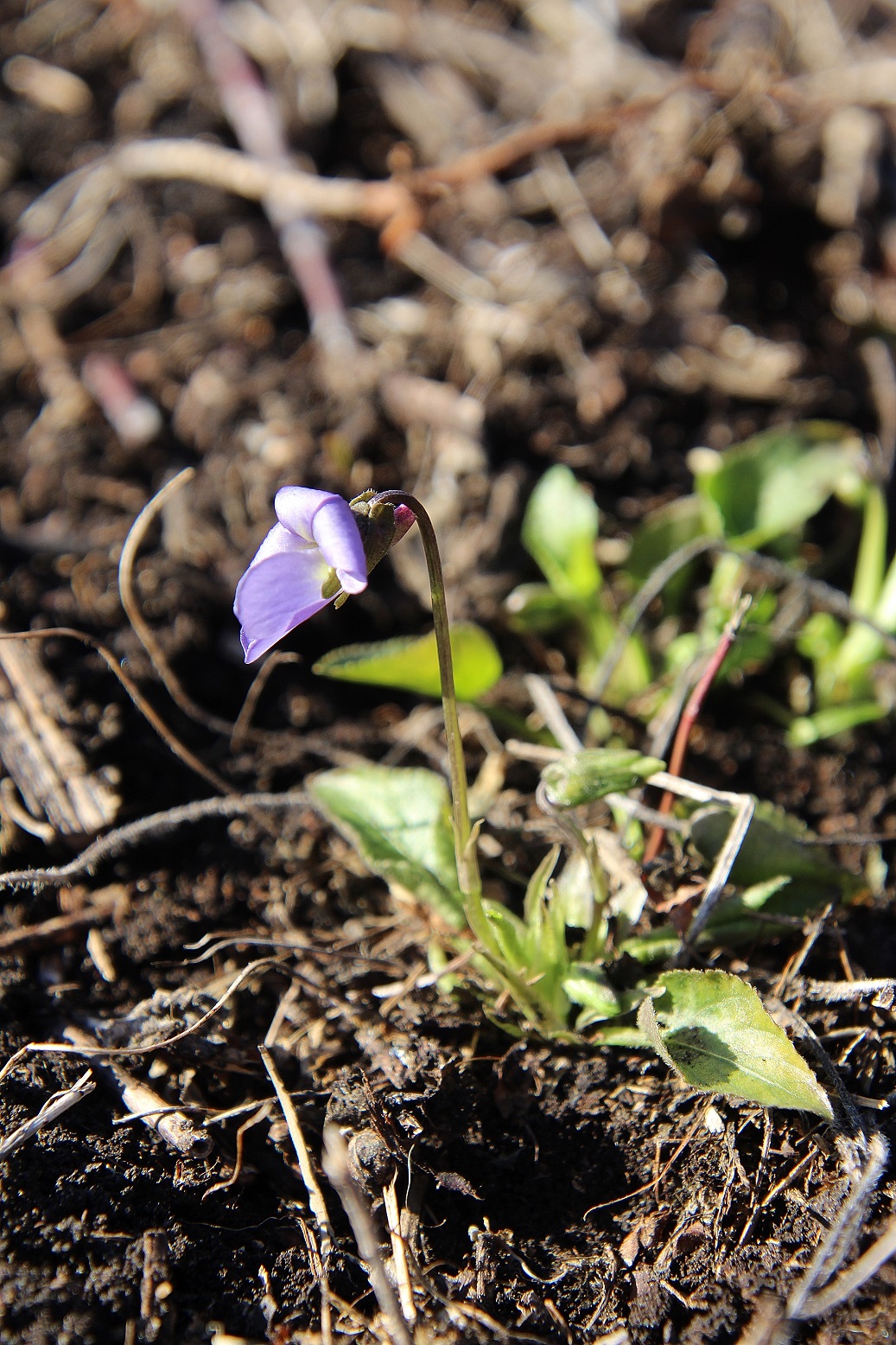 Mödling - 16022024 - (5) - Viola suavis - Hecken-Veilchen.JPG