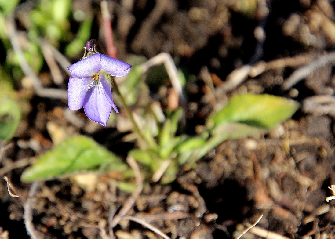 Mödling - 16022024 - (7) - Viola suavis - Hecken-Veilchen.JPG