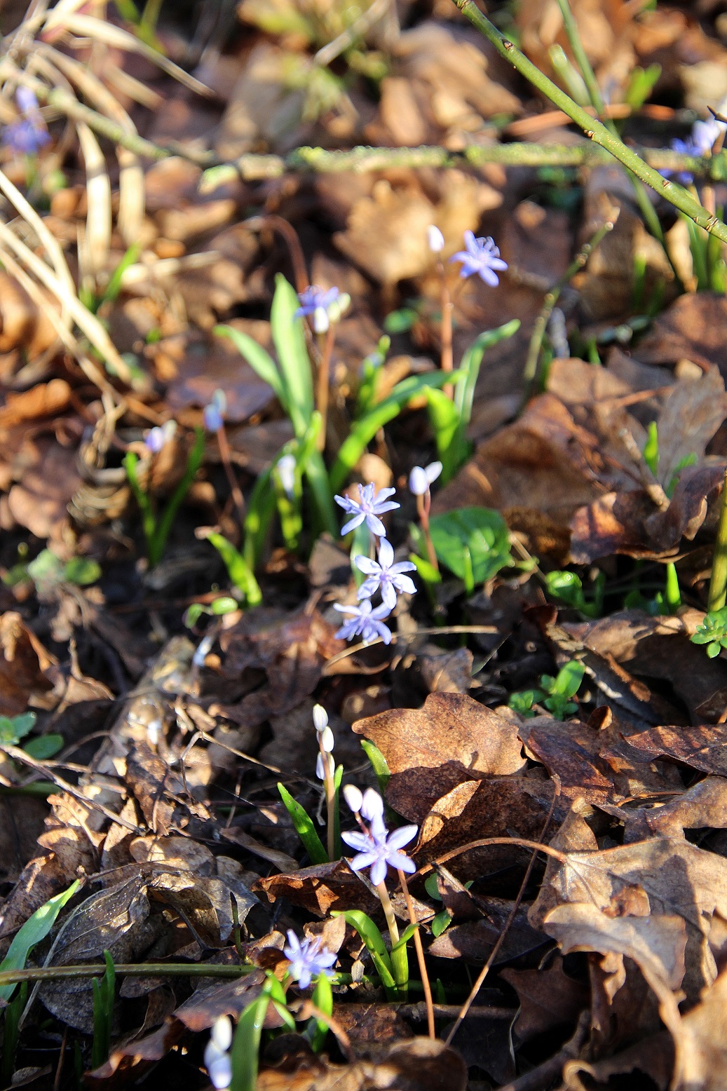 Bft - Liesingbachböschung - 16022024 - (3) - Scilla vindobonensis - Wien-Blaustern.JPG