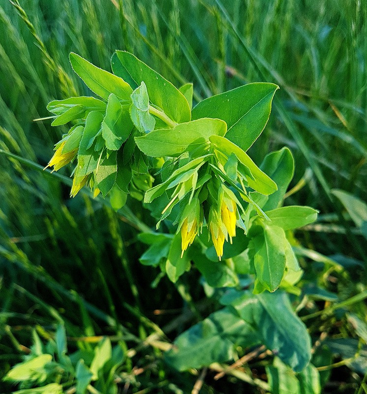 k-Cerinthe minor.jpg