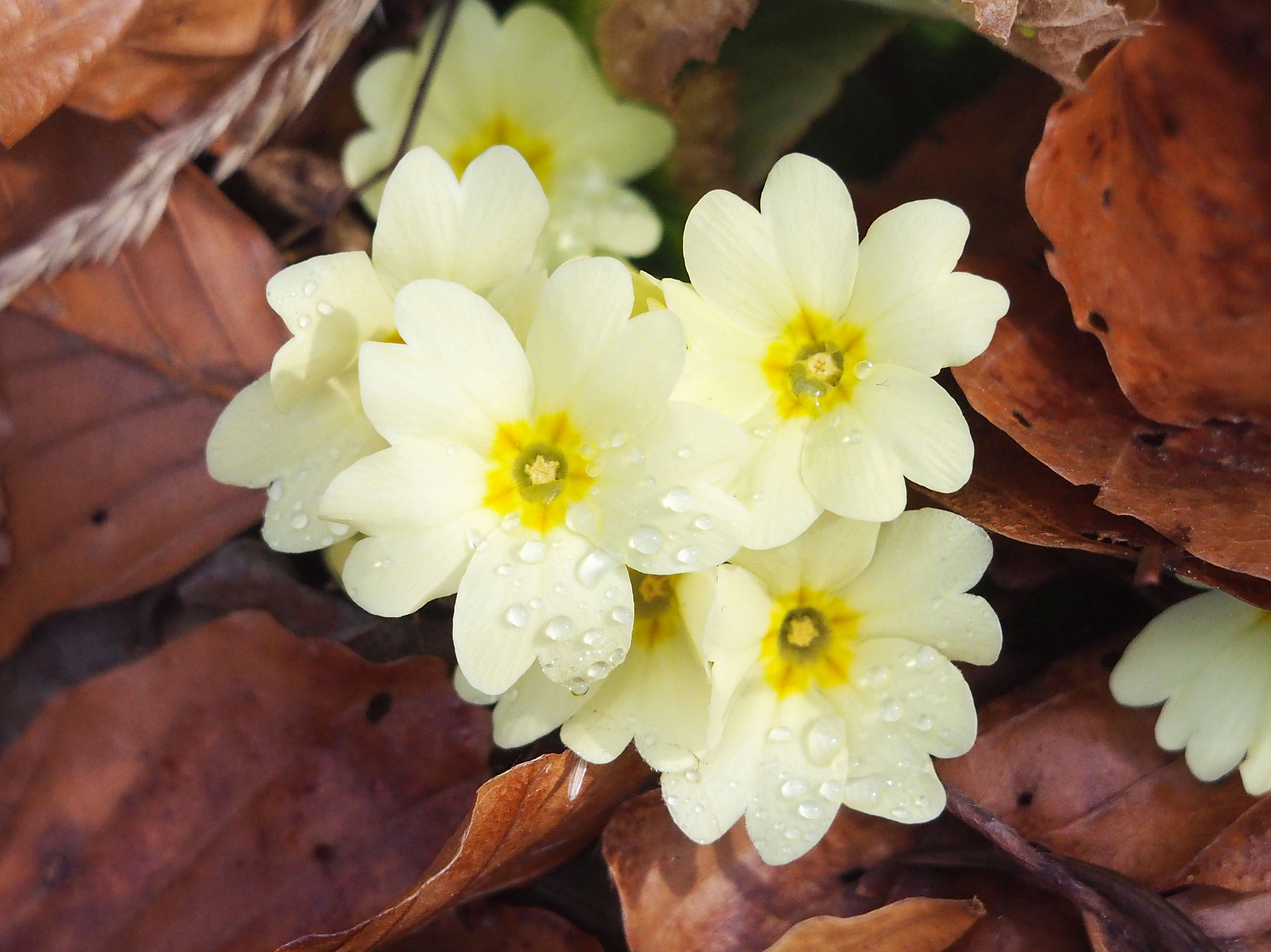 primula vulgaris.jpg