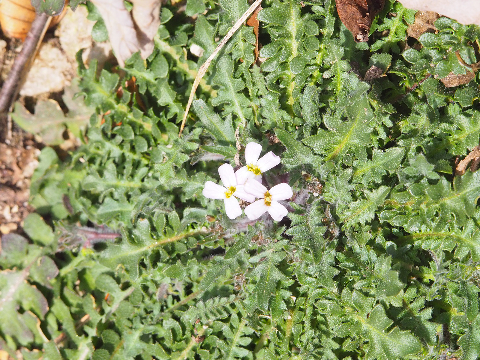 Arabidopsis arenosa.jpg