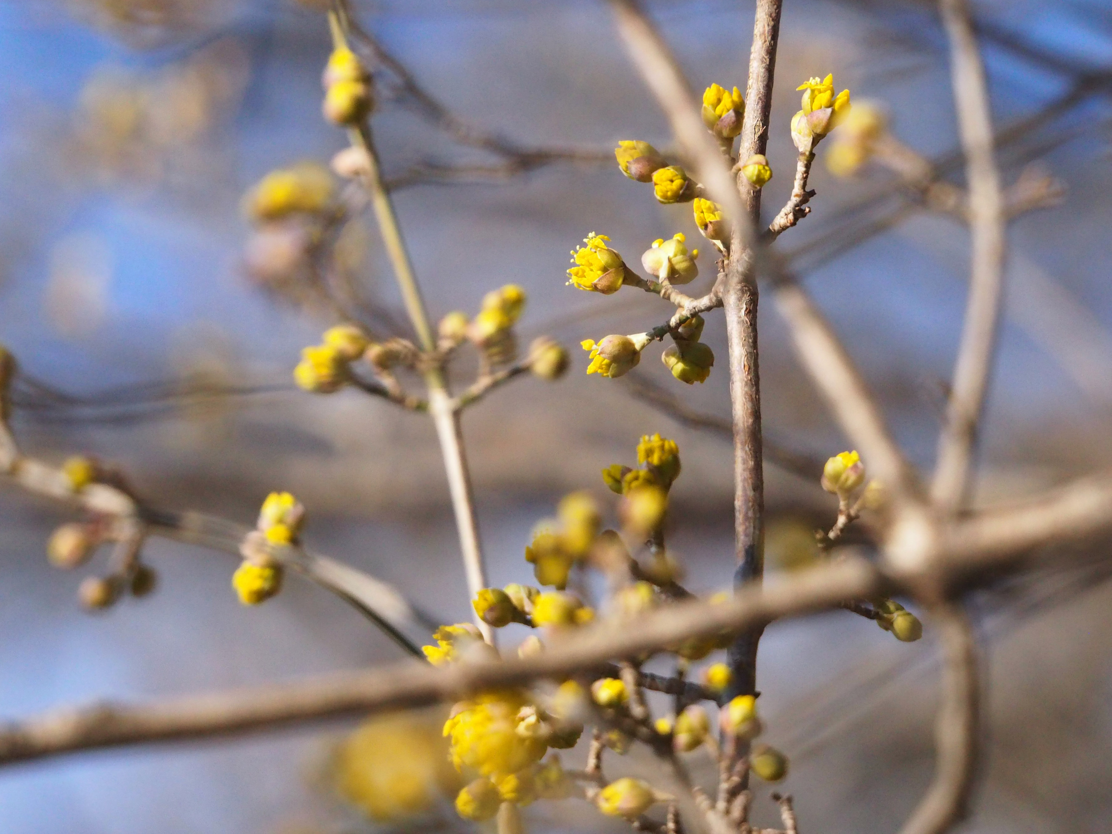 cornus mas.jpg