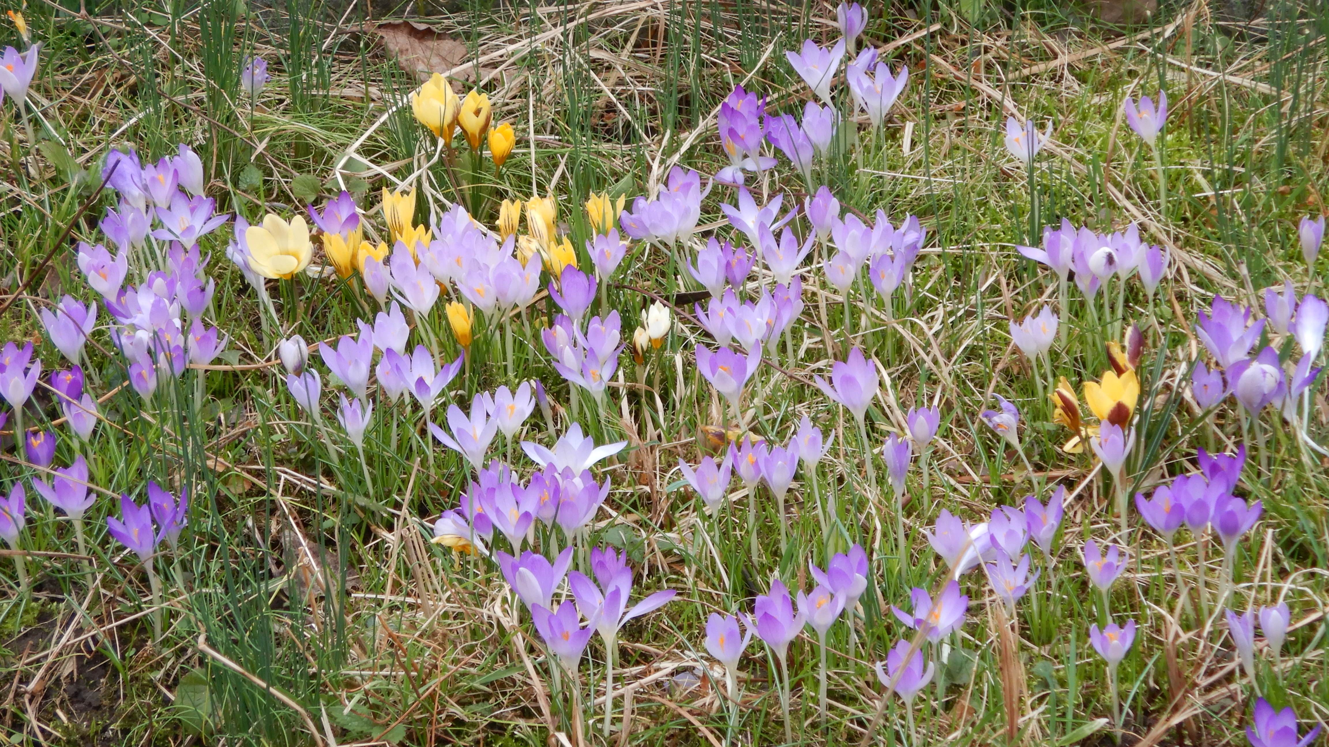 DSCN8717 phäno 2024-02- phäno 2024-02-21 crocus sp.div., prellenkirchen-mitte crocus sp.div., prellenkirchen-mitte.jpg