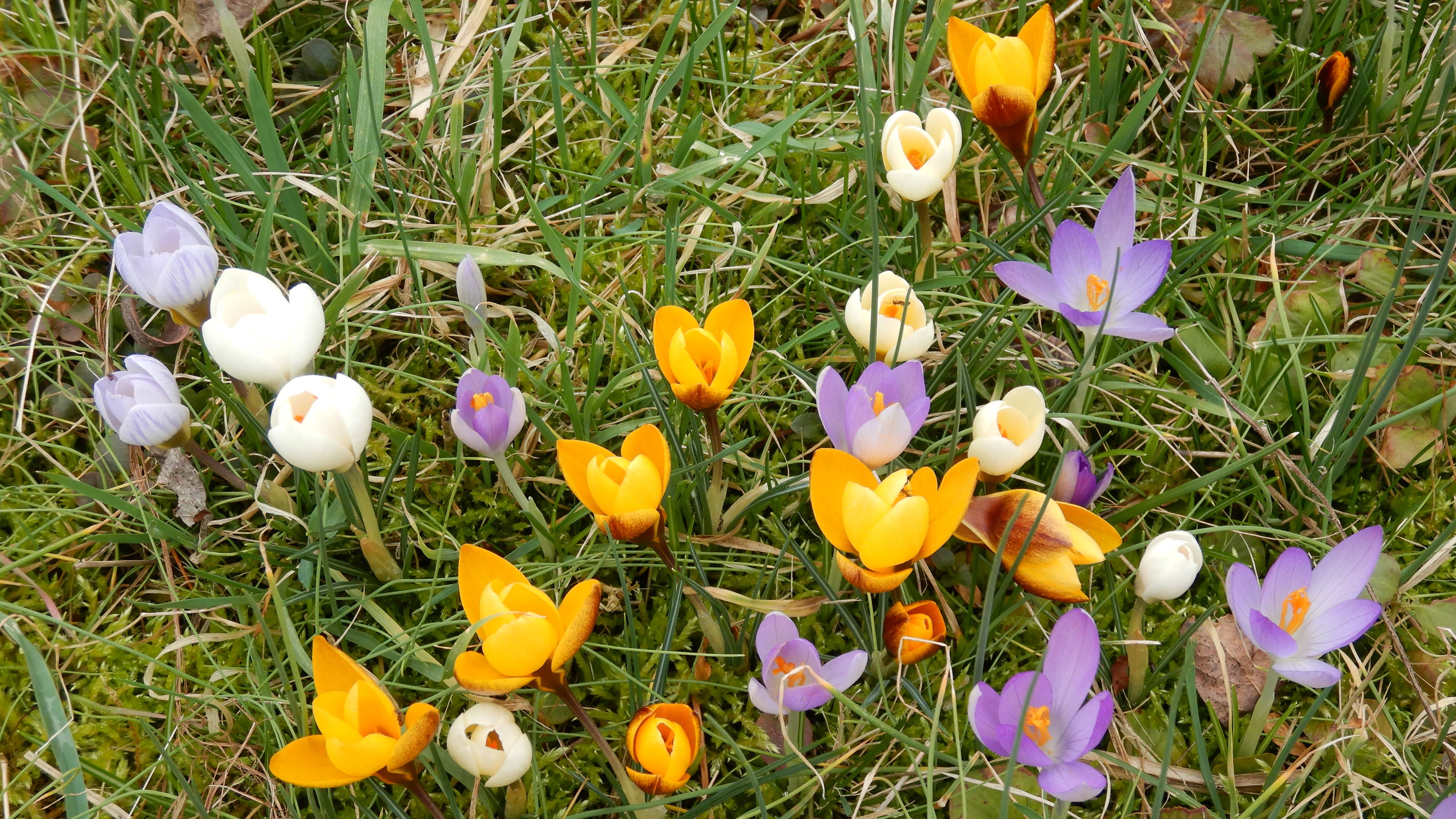 DSCN8719 phäno 2024-02-21 crocus sp.div., prellenkirchen-mitte.jpg