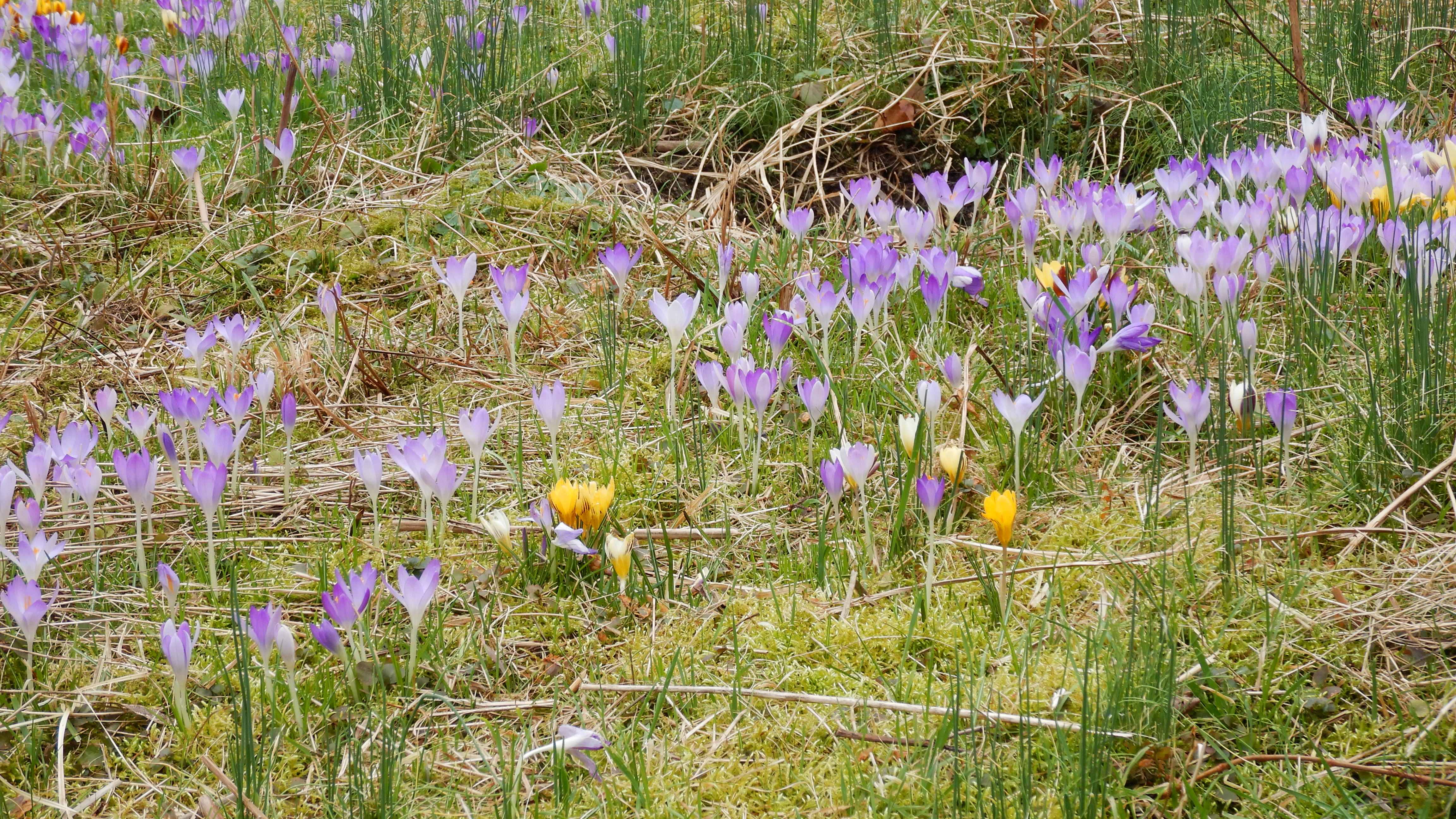 DSCN8723 phäno 2024-02-21 crocus sp.div., prellenkirchen-mitte.jpg