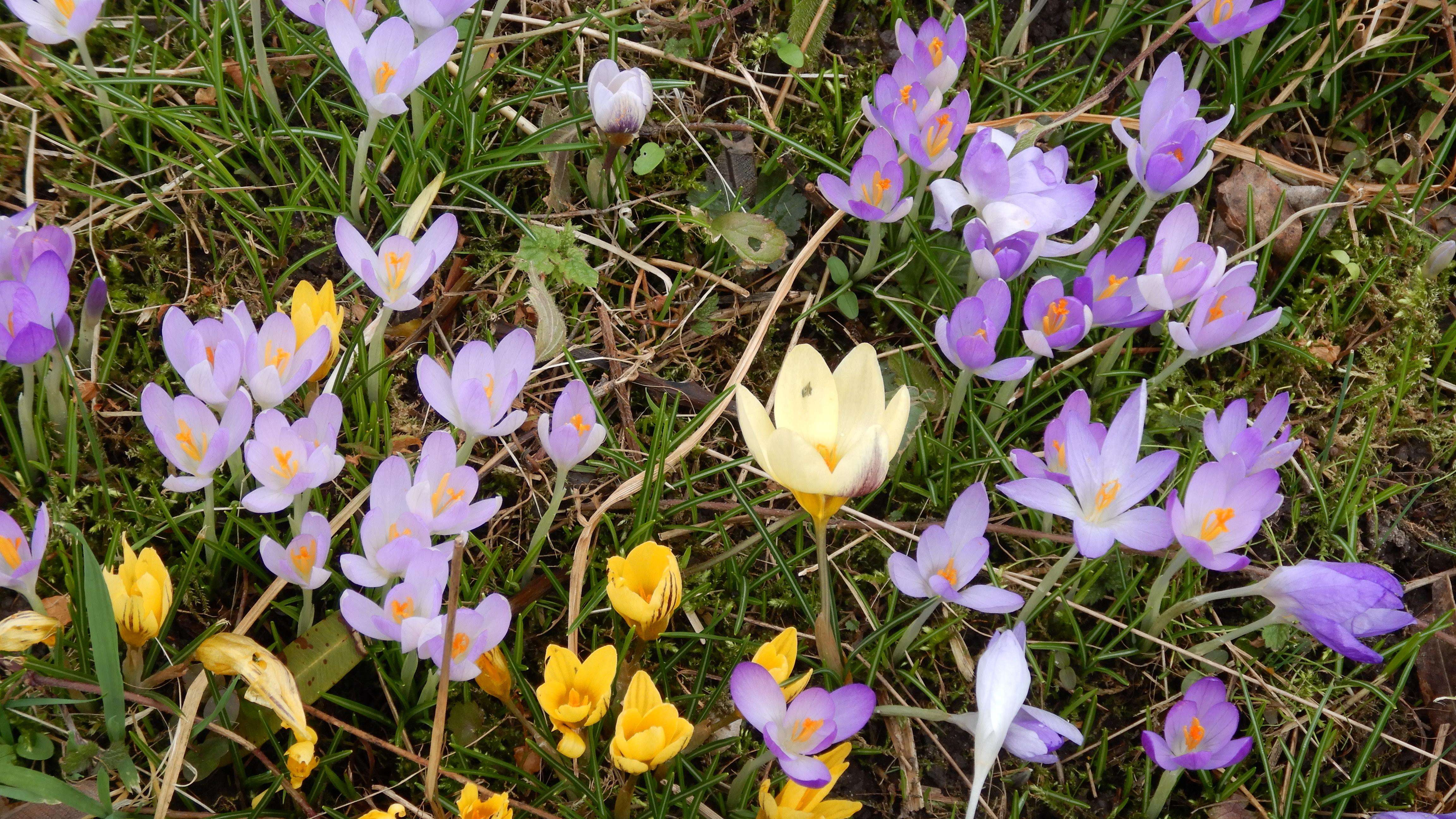 DSCN8726 phäno 2024-02-21 crocus sp.div., prellenkirchen-mitte.jpg