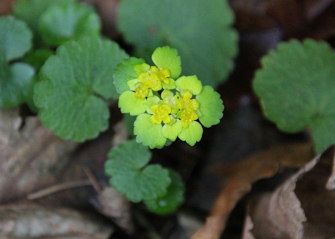 Ranzenbach - 24022024 - (22) -  Chrysosplenium alternifolium - Wechselblatt-Milzkraut.JPG