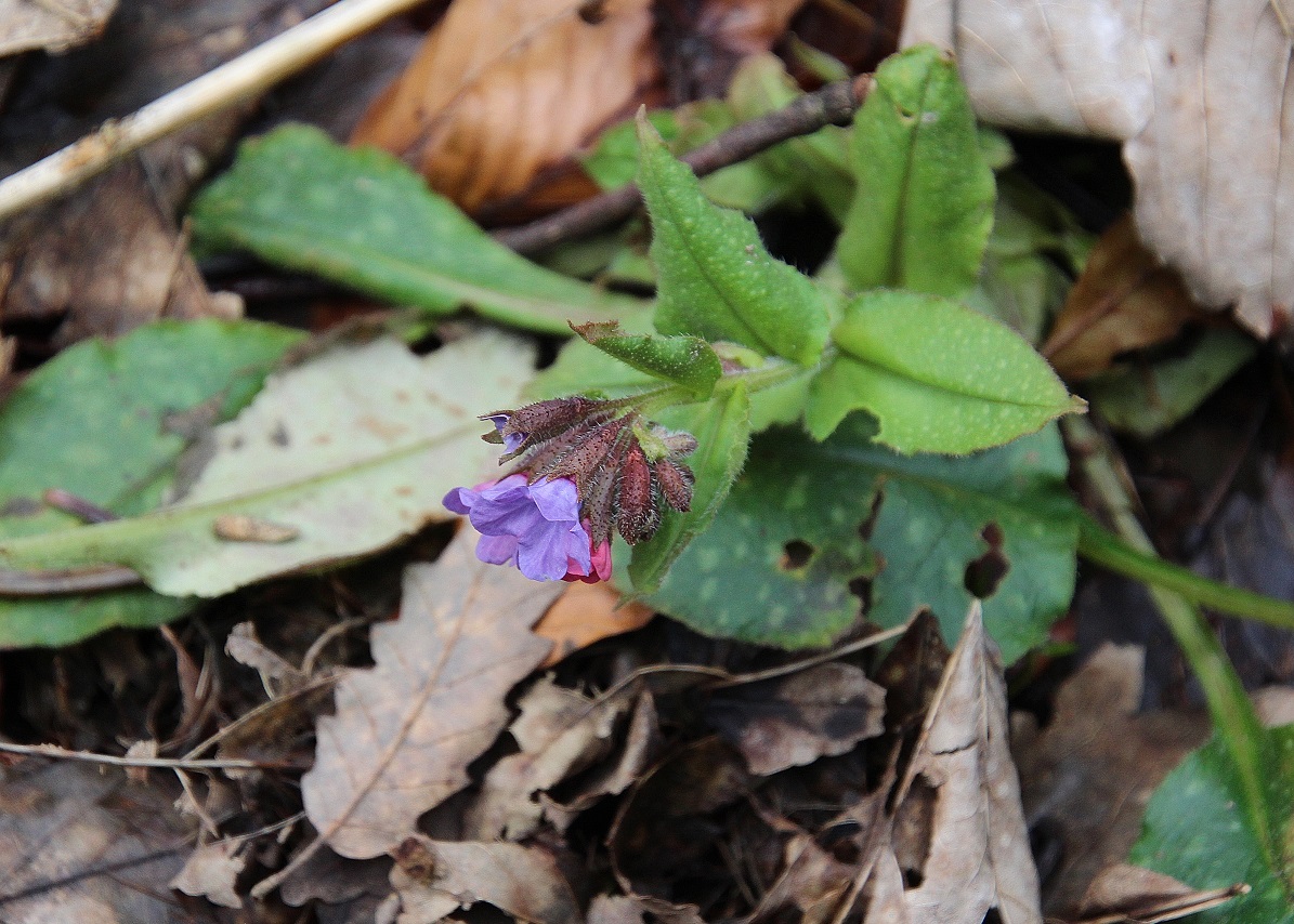 Ranzenbach - 24022024 - (23) -  - Pulmonaria officinalis - Fleckenlungenkraut.JPG