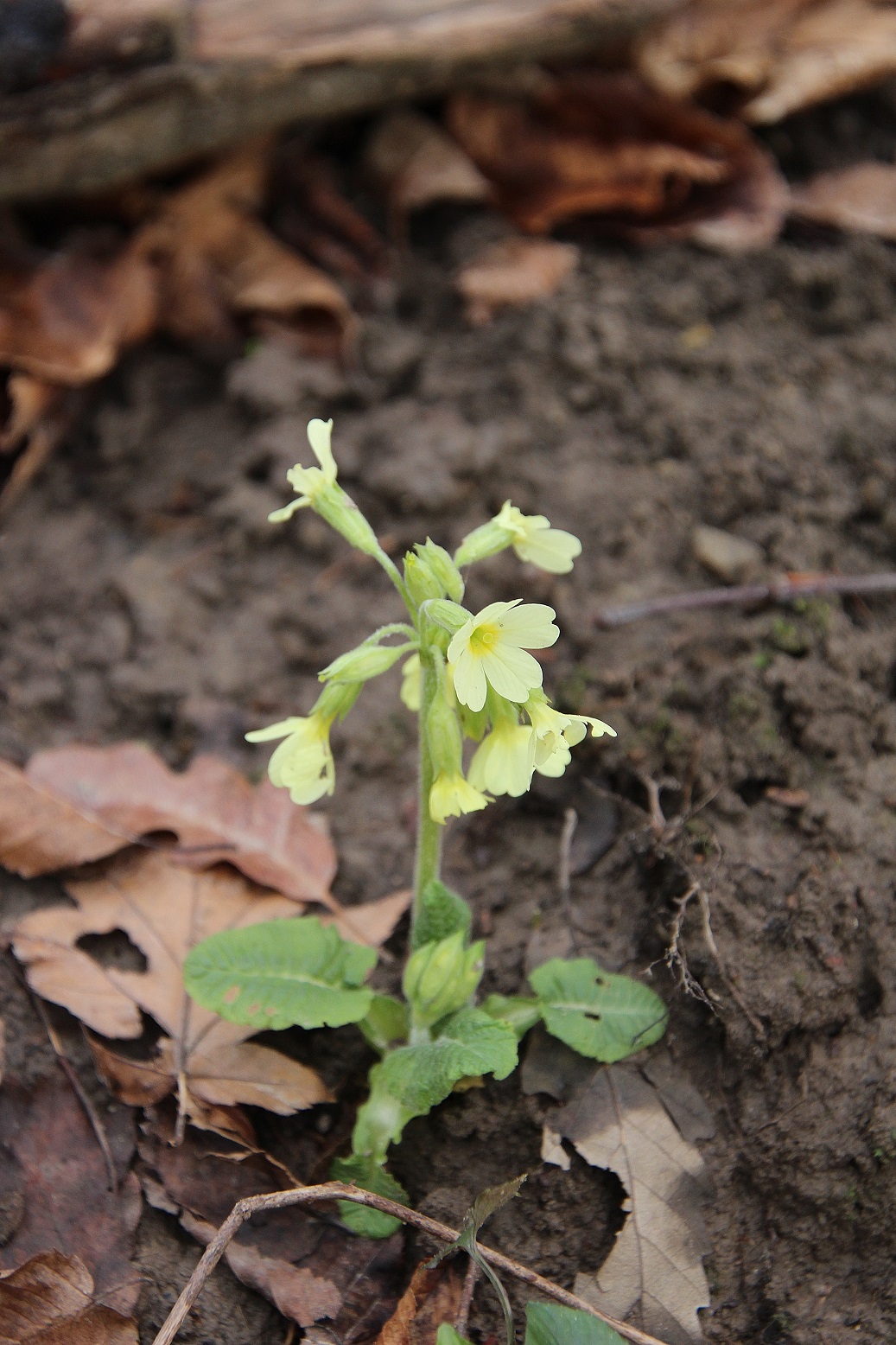 Ranzenbach - 24022024 - (66) -  - Primula elatior - Hohe Primel.JPG