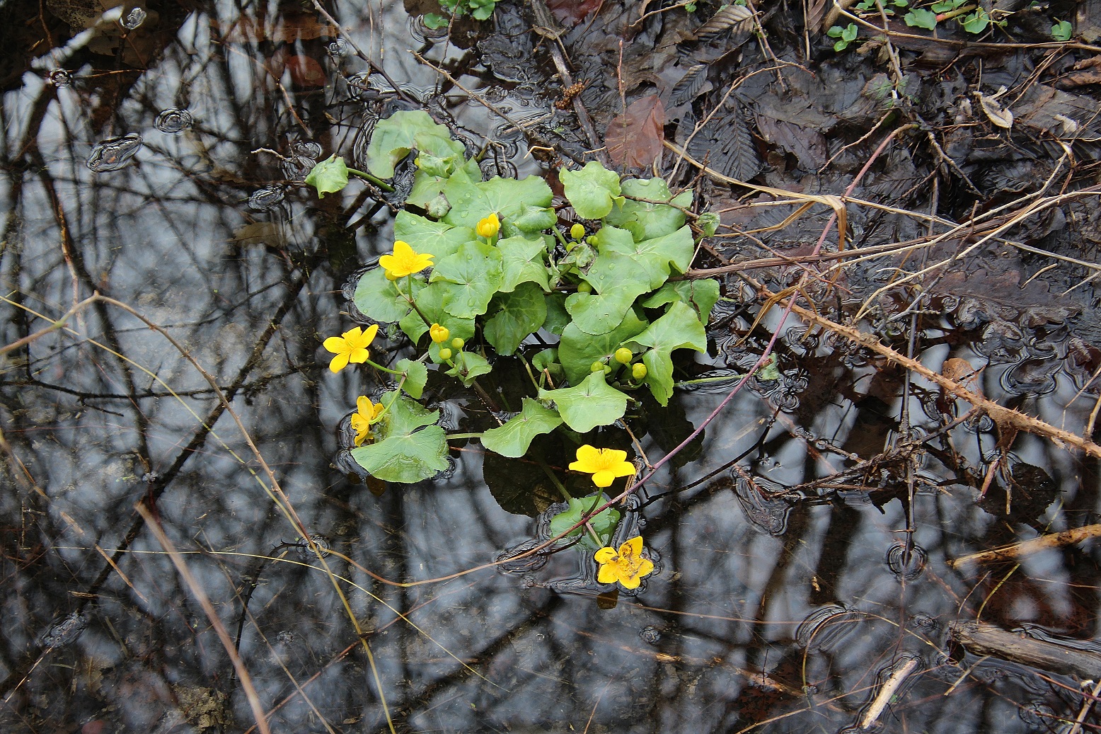 Ranzenbach - 24022024 - (79) -  - Caltha palustris - Sumpfdotterblume.JPG