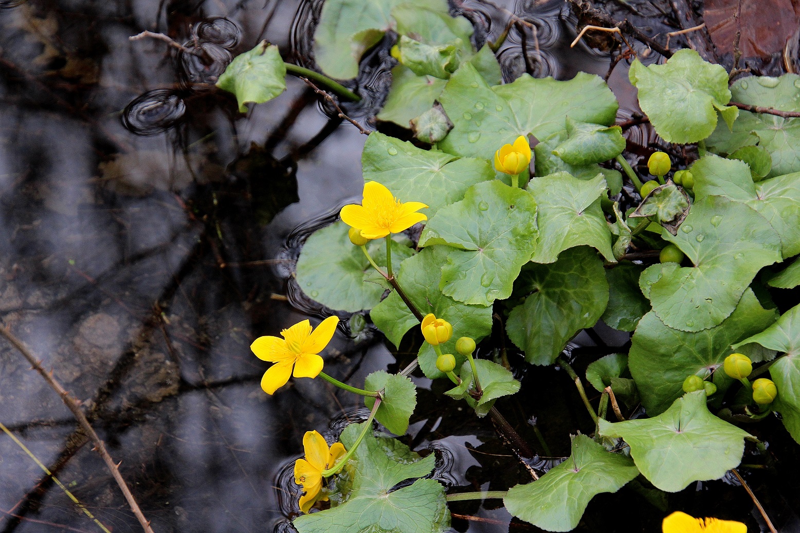 Ranzenbach - 24022024 - (80) -  - Caltha palustris - Sumpfdotterblume.JPG