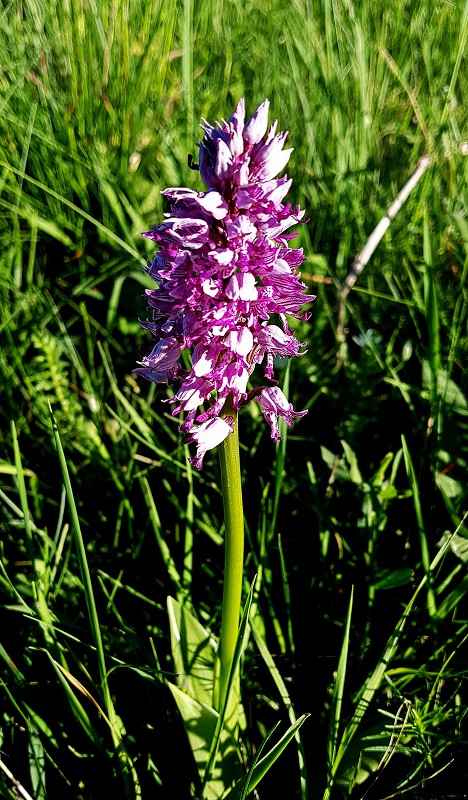 k-Anacamptis militaris.jpg